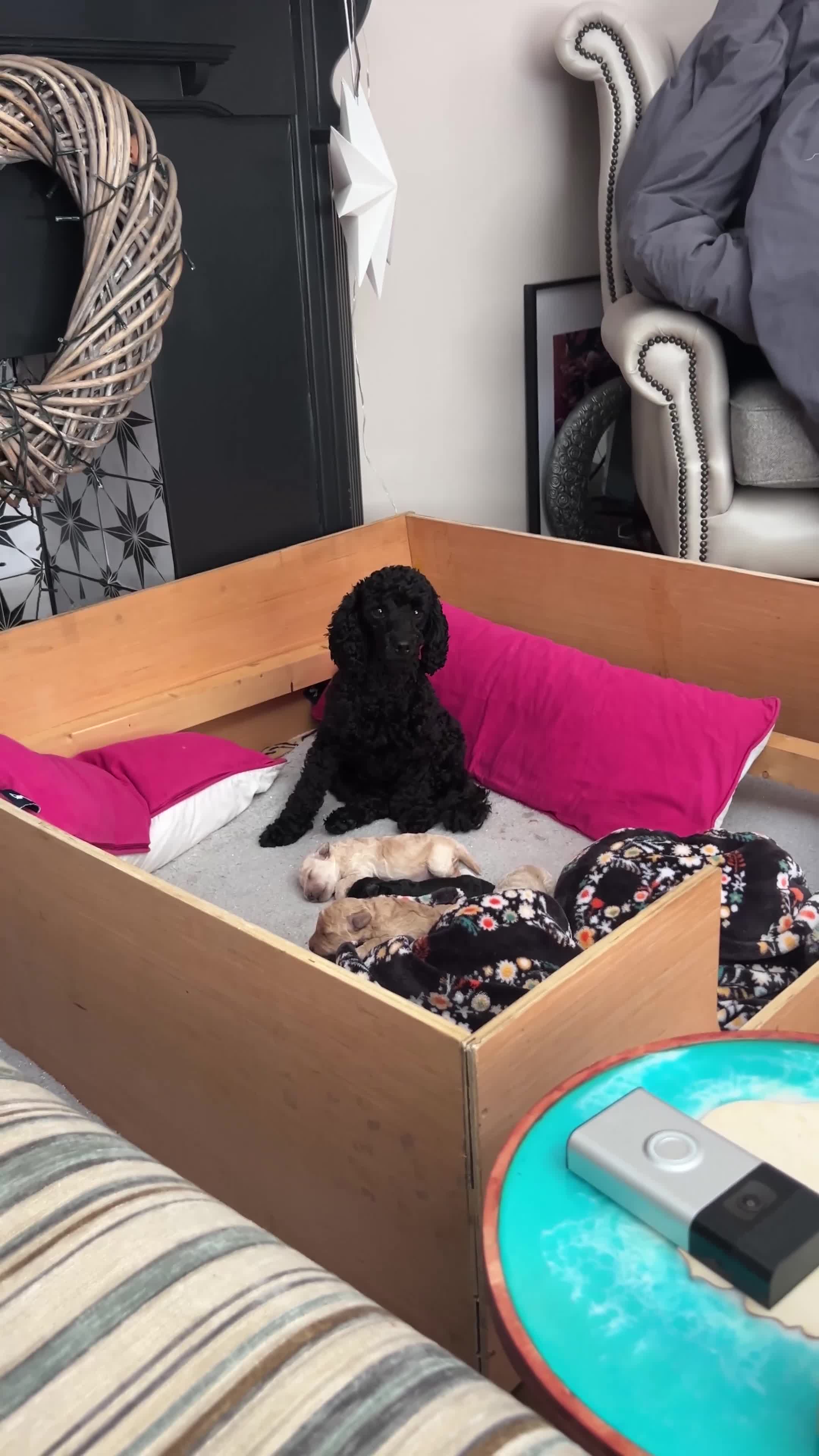 Toy Poodle dogs for sale: 3 Toy poodle pups  - Video 1