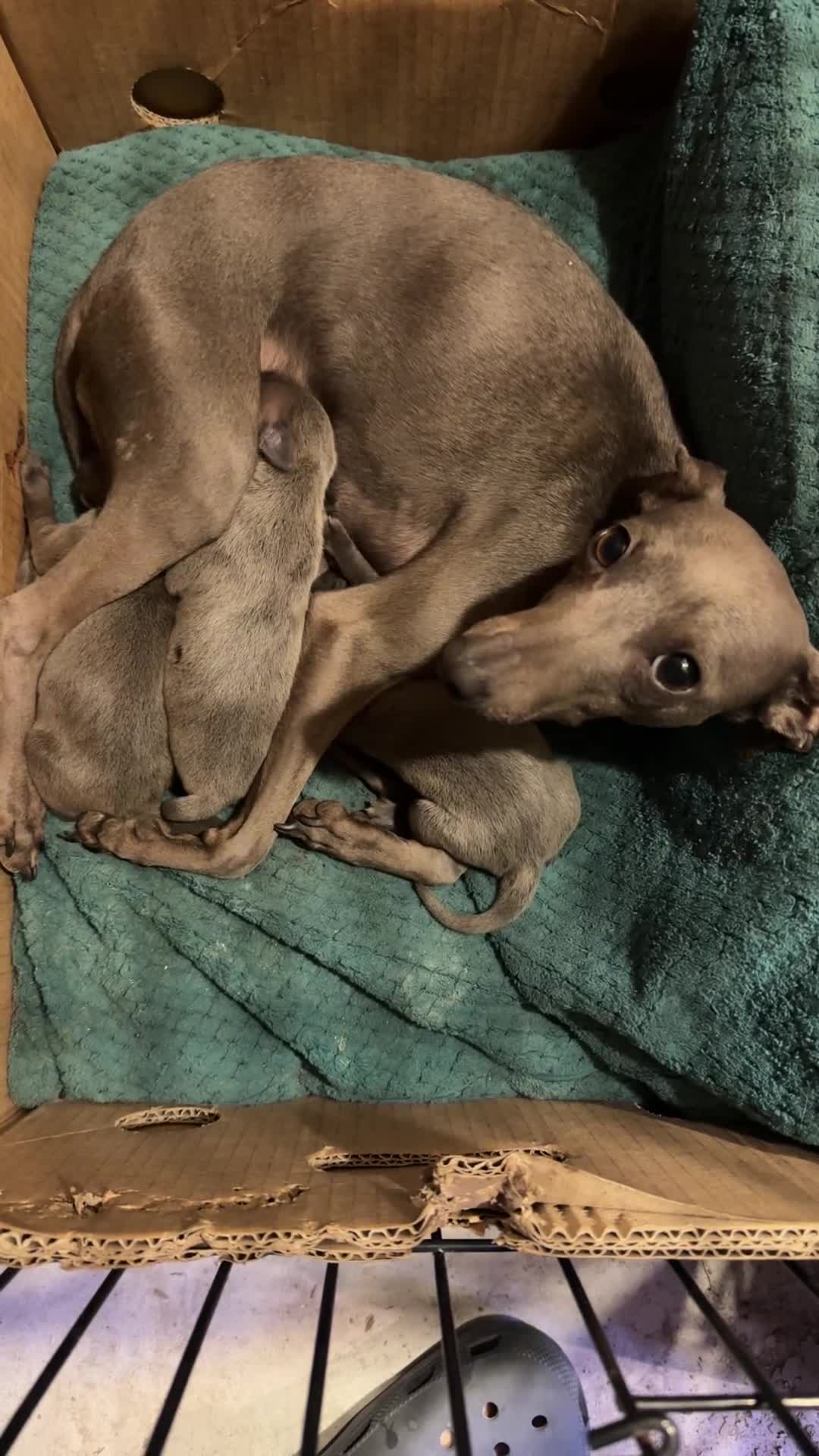 Italian Greyhound dogs for sale: 3 male Italian greyhound puppies for sale - Video 1