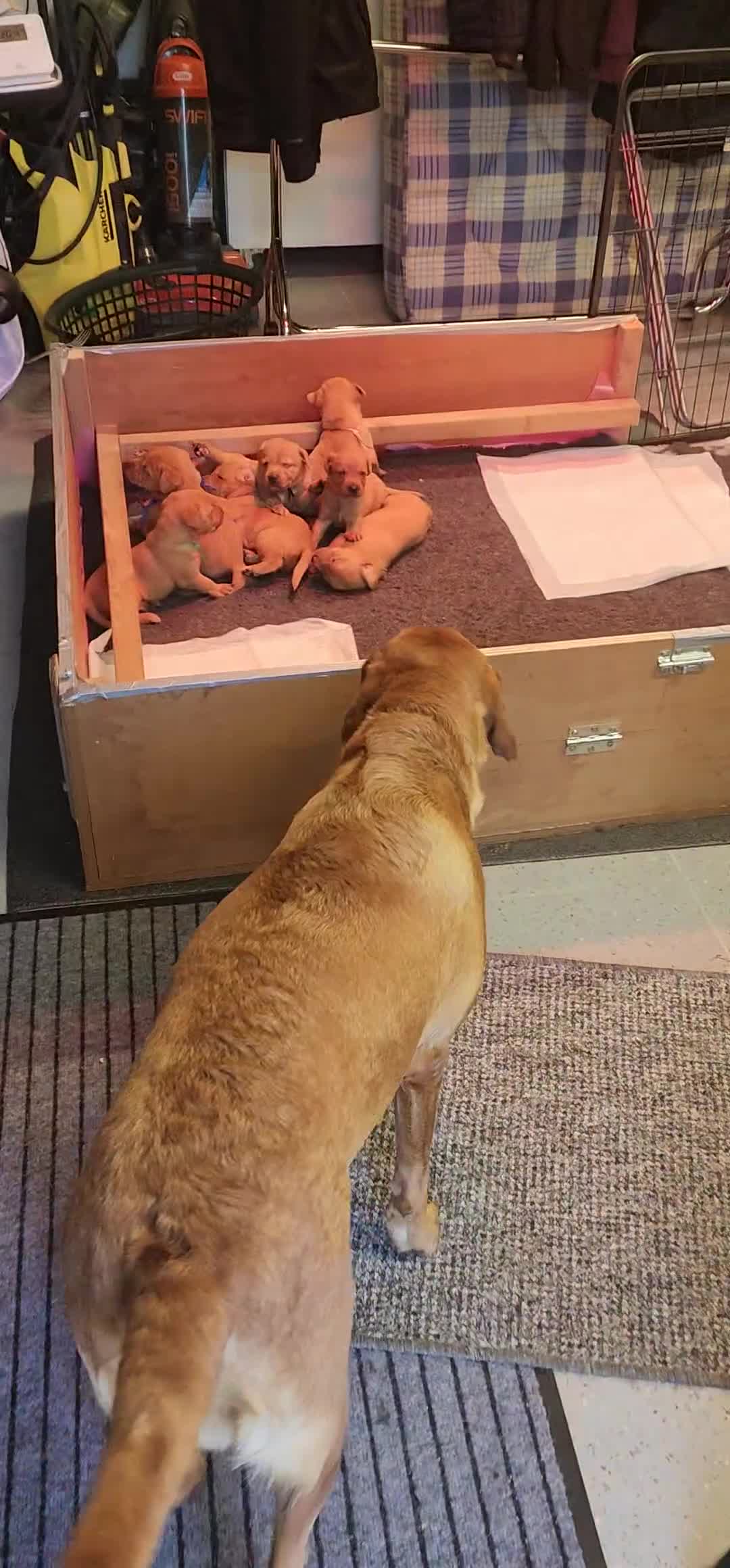 Labrador Retriever dogs for sale: KC Registered Fox Red Labrador Puppies - Video 1