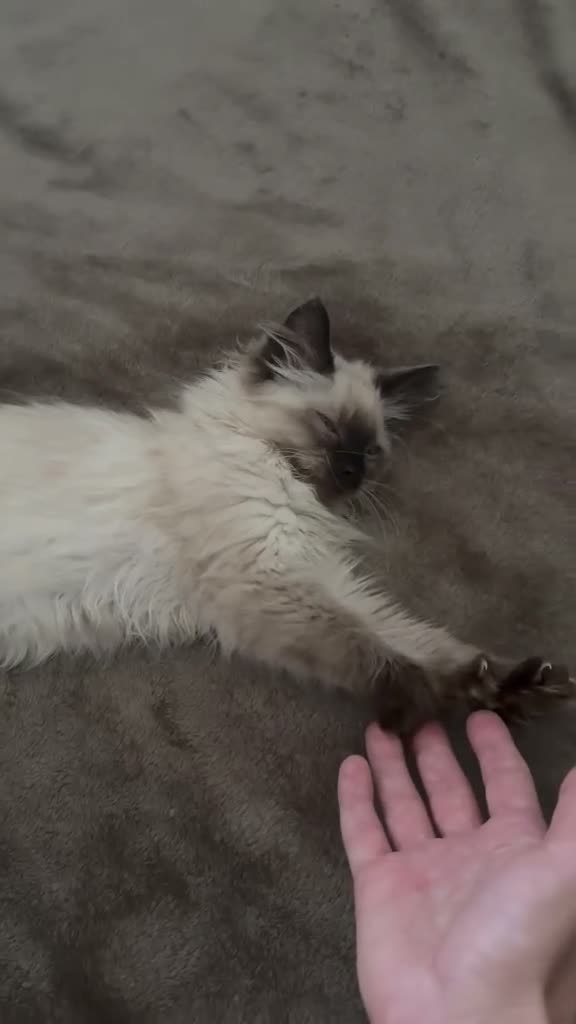 Ragdoll cats for sale: Cute ragdoll girls ready for their new home - Video 2