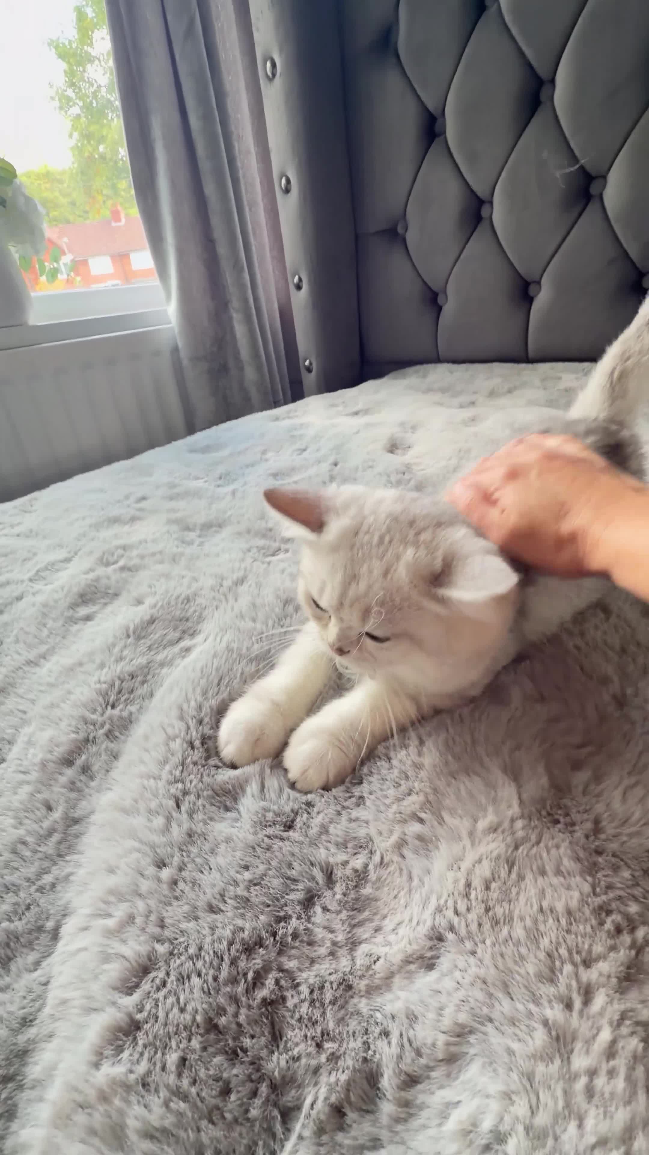 Scottish Fold cats for sale: Beautiful Chinchilla Scottish fold & Straight 💞🐾 - Video 2
