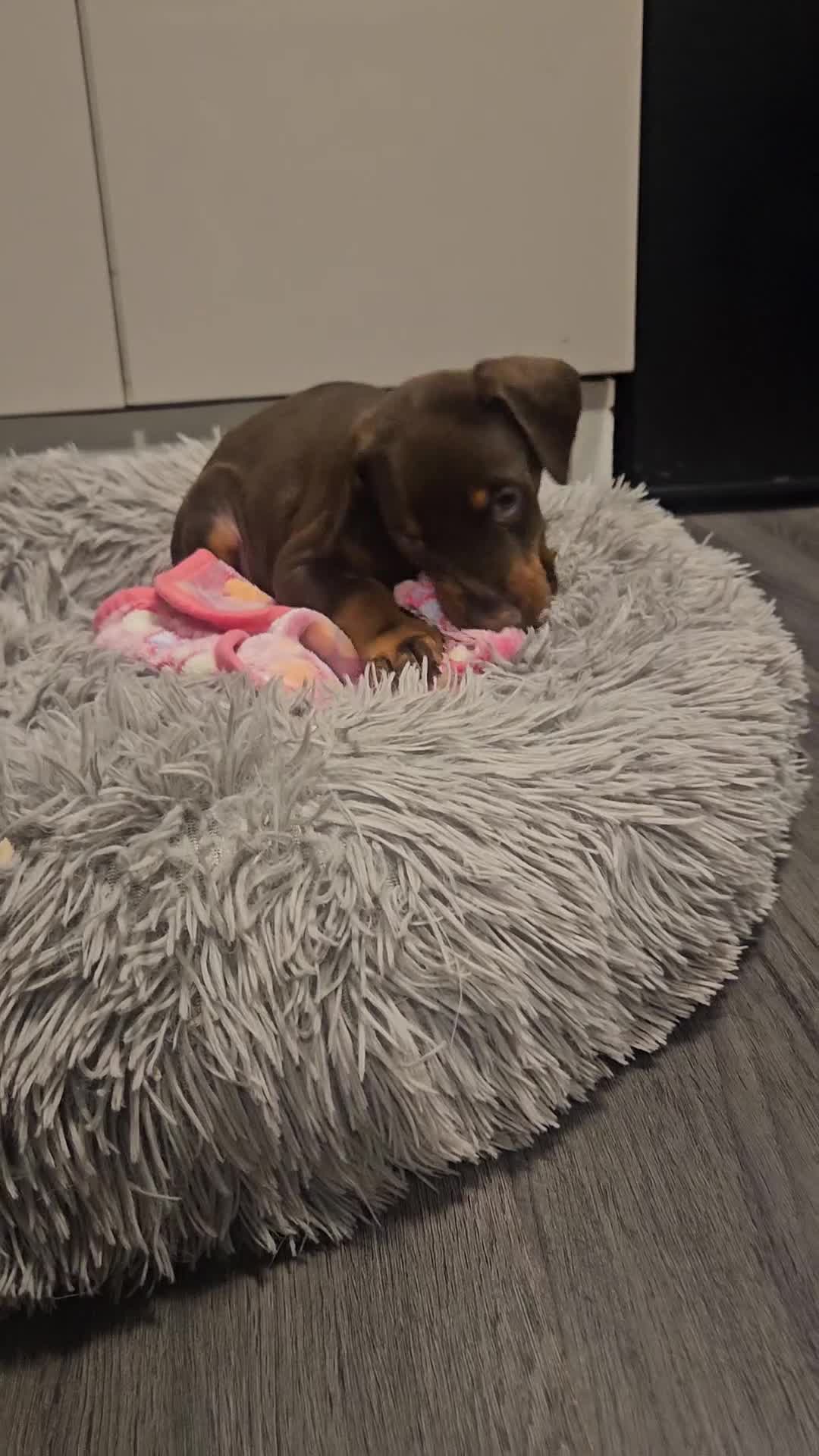 Dobermann dogs for sale: 🐾 TOP QUALITY DNA & CHAMPION LINES🐾 - Video 1