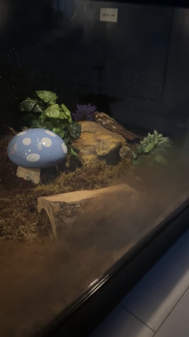 Python Snake reptiles for sale: adult female python in Ebbw Vale - Video 1
