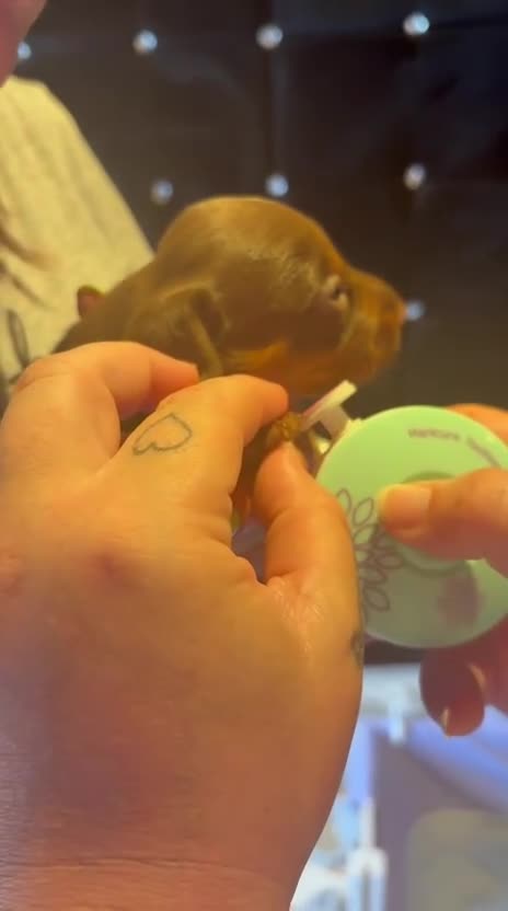 Miniature Dachshund dogs for sale: Choc/tan mum,long haired choc dad  A+ healthcare - Video 2