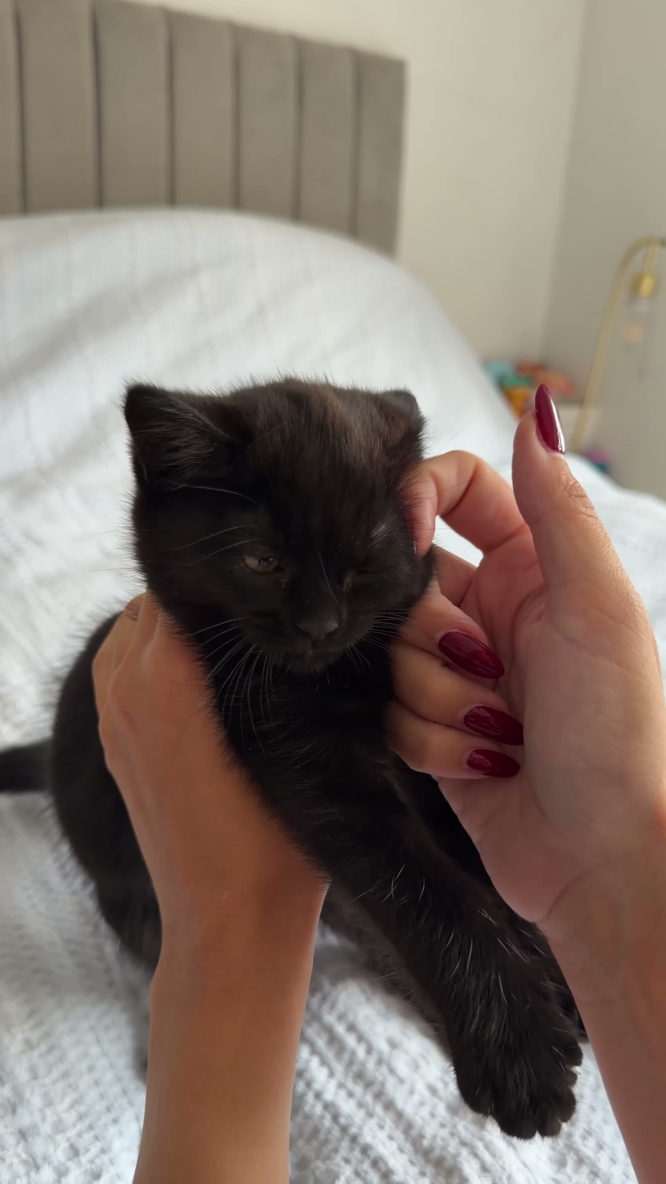 Mixed Breed cats for sale: 3 Beautiful Black Fluffy Persian-Mix Girl Kittens - Video 2