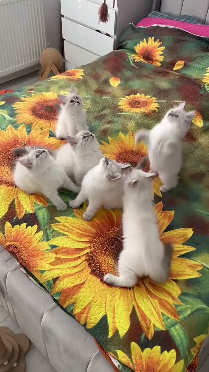 Siberian cats for sale: ❤️6 Beautiful Neva Masquerade x Ragdoll Kittens ❤️ - Video 4