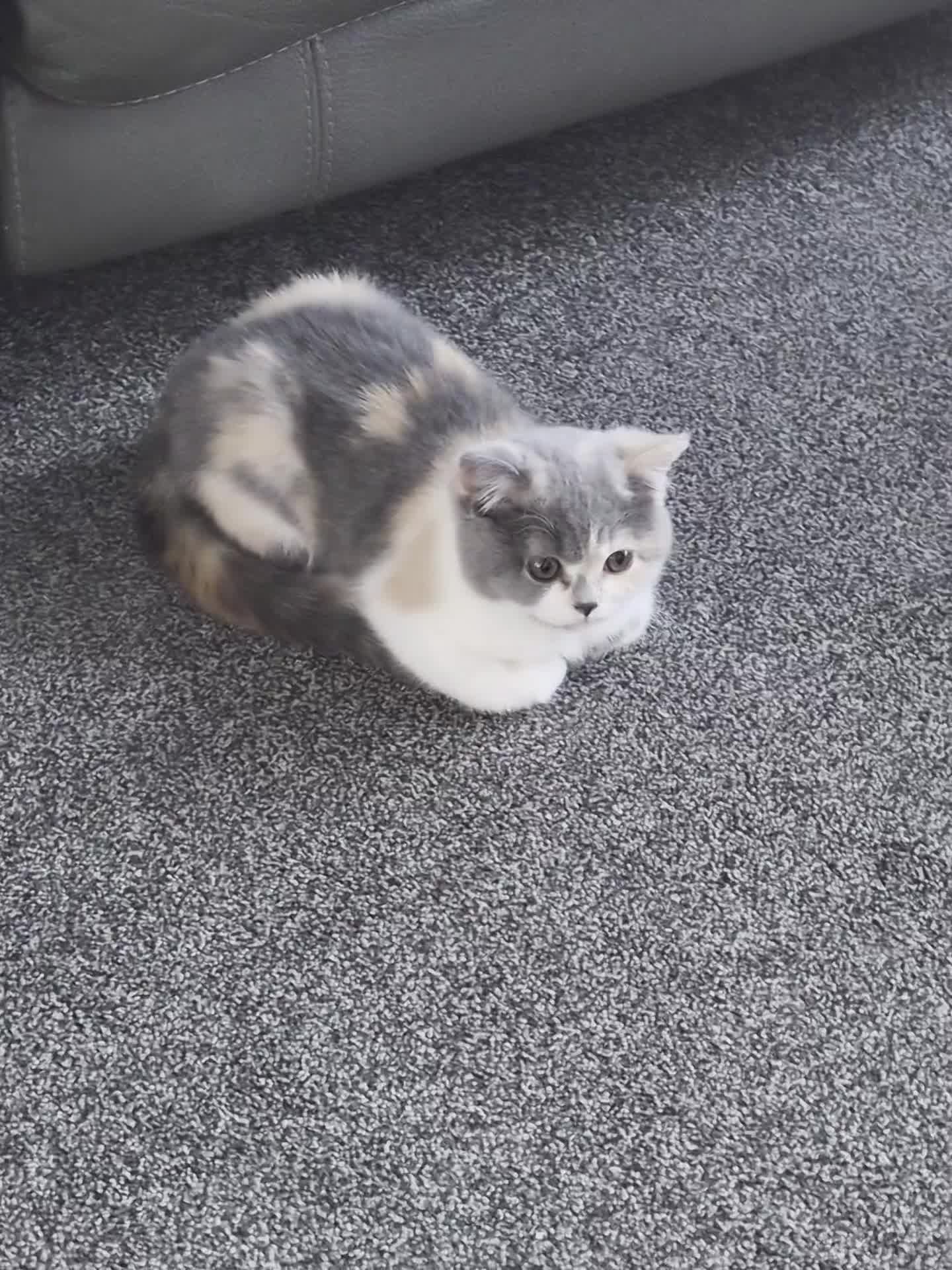 British Shorthair cats for sale: Beautiful british short hair tri calico in Dewsbury - Video 1