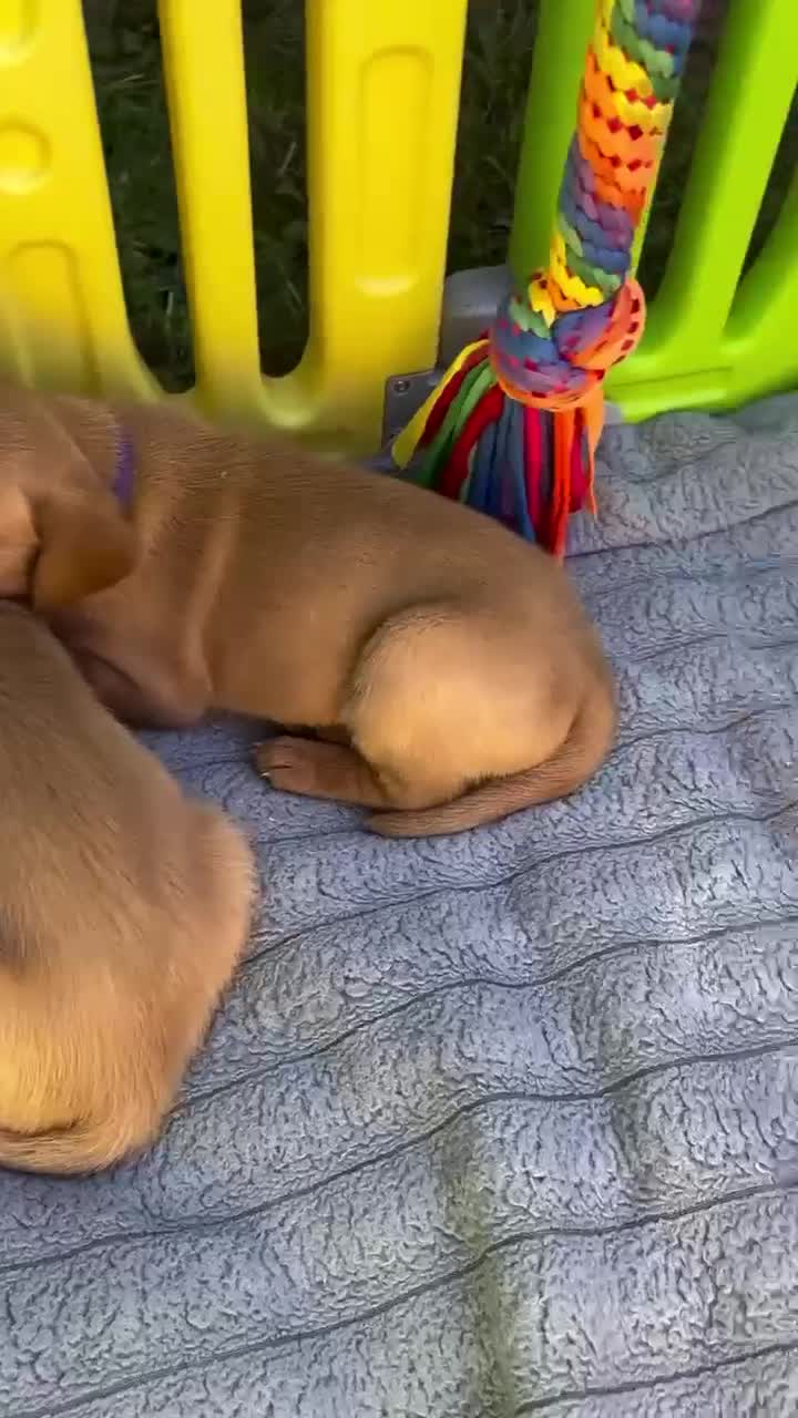 Labrador Retriever dogs for sale: 2 Boys Left red/Yellow KC Labrador puppies  - Video 1