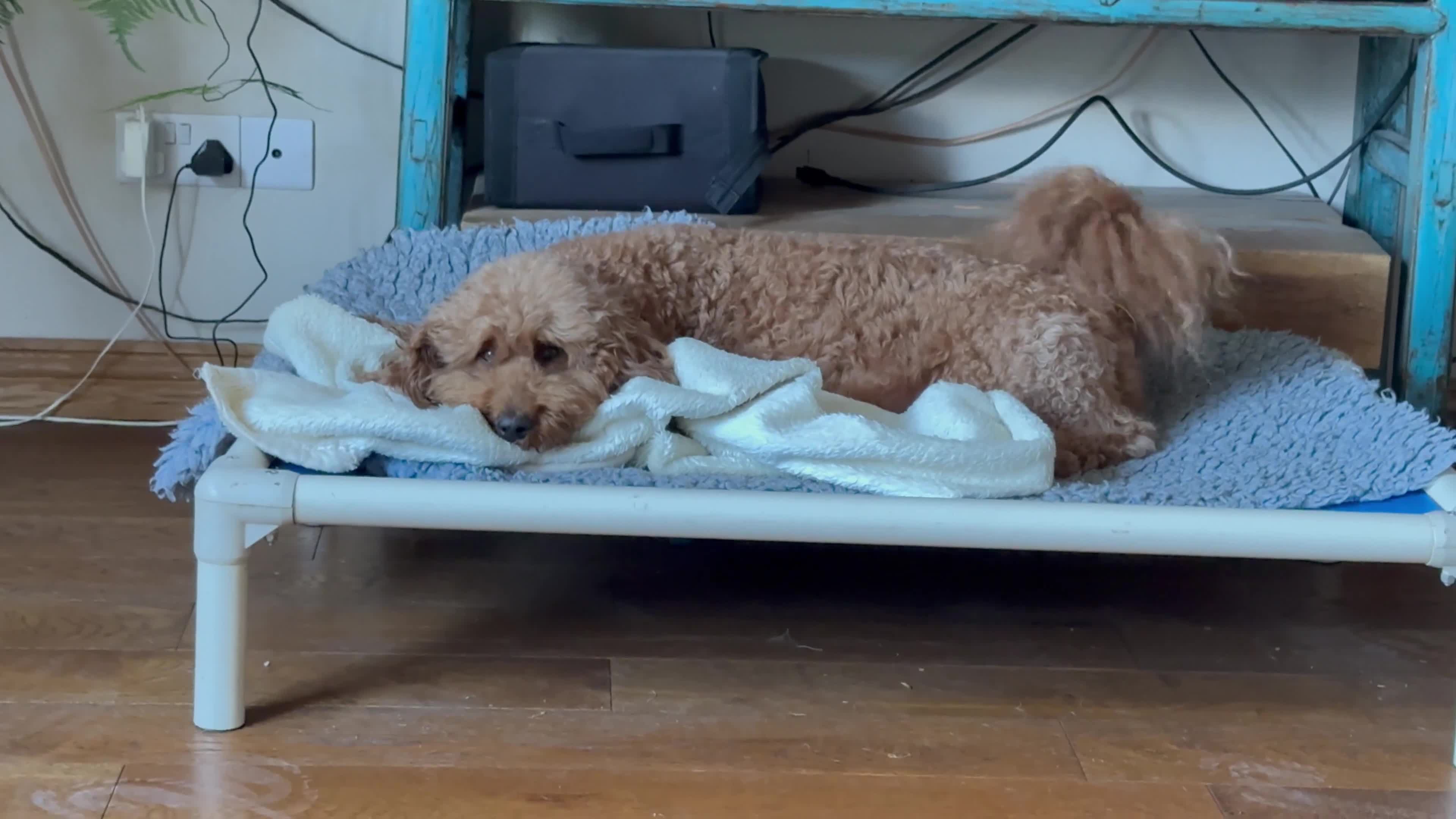 Mixed Breed dogs for sale: Health Tested miniature Goldendoodles  - Video 1