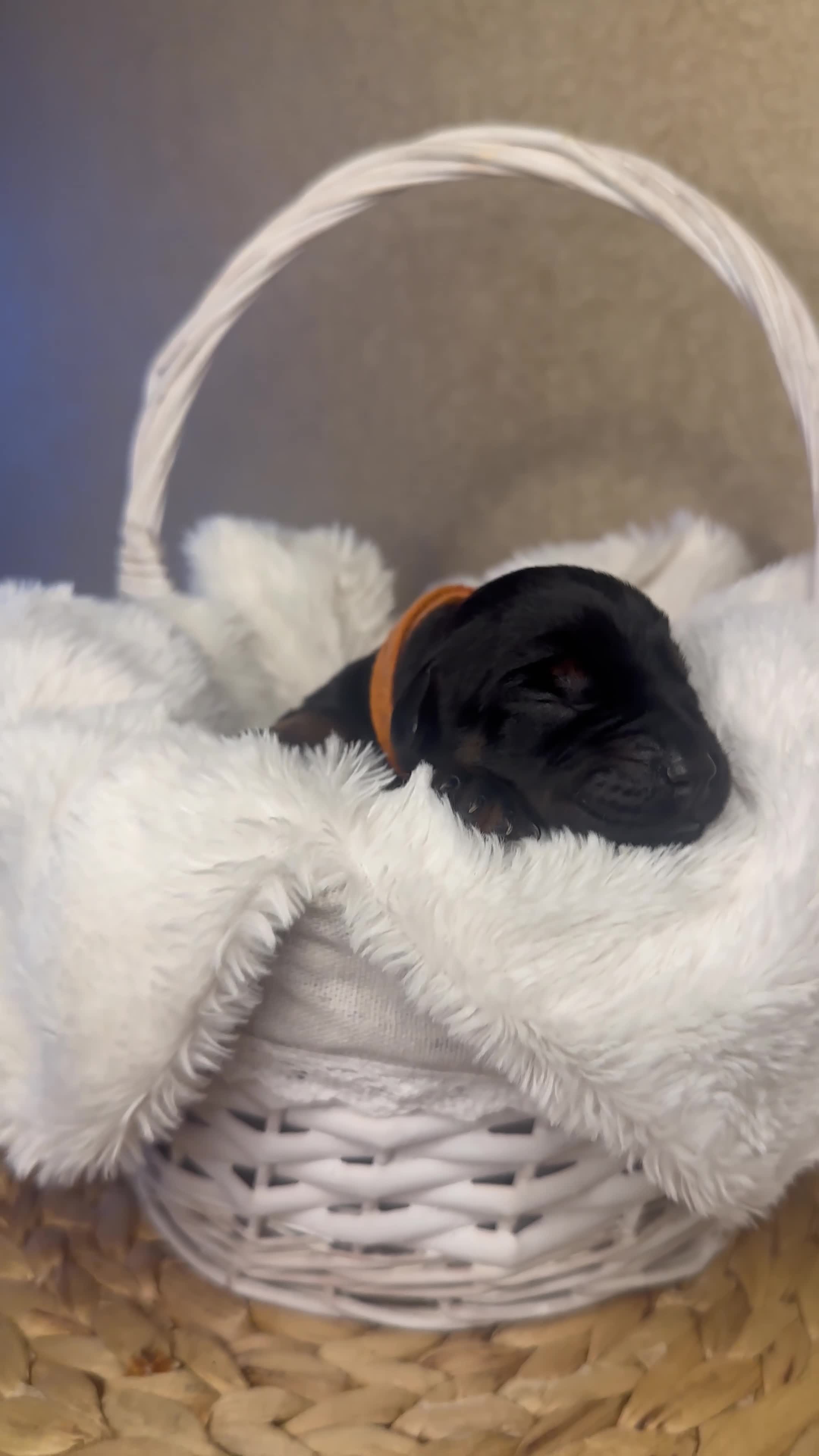 Dobermann dogs for sale: Champion Bloodline Doberman Puppies in Manchester - Video 4