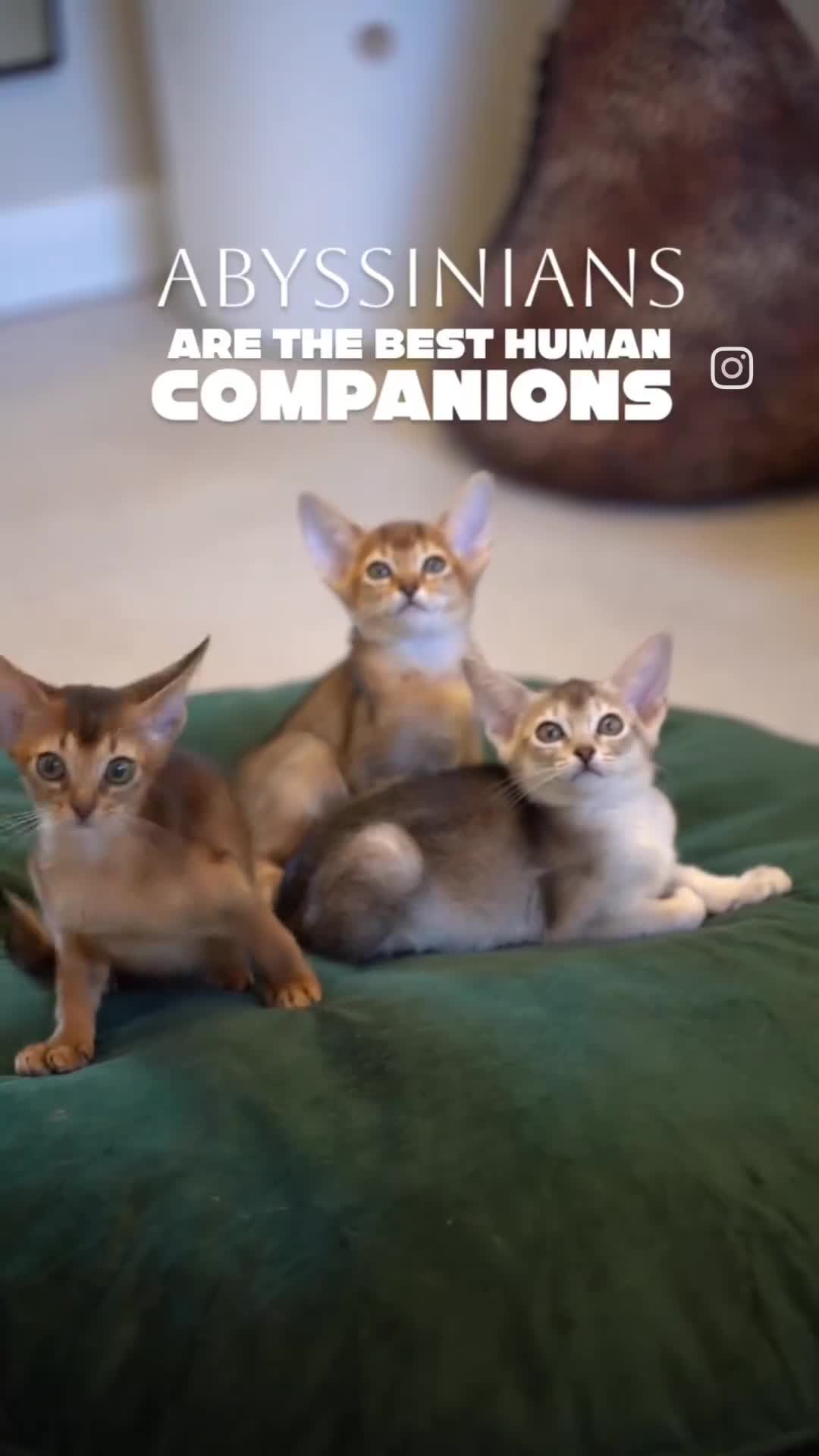 Abyssinian cats for sale: Bonbon – Ready Now | Exceptional Silver Abyssinian - Video 1