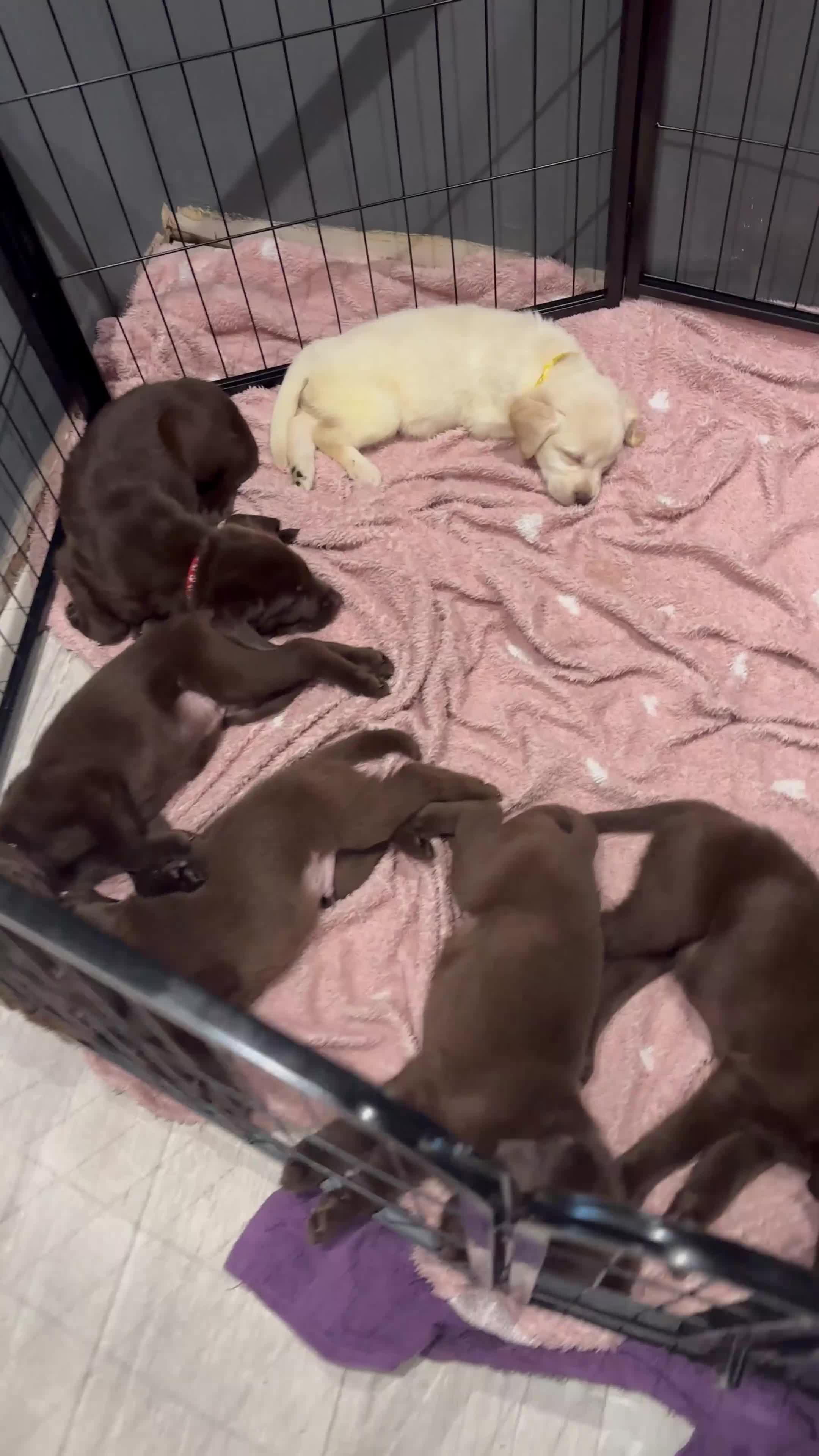 Labrador Retriever dogs for sale: Ready to leave. Only boys left  - Video 1