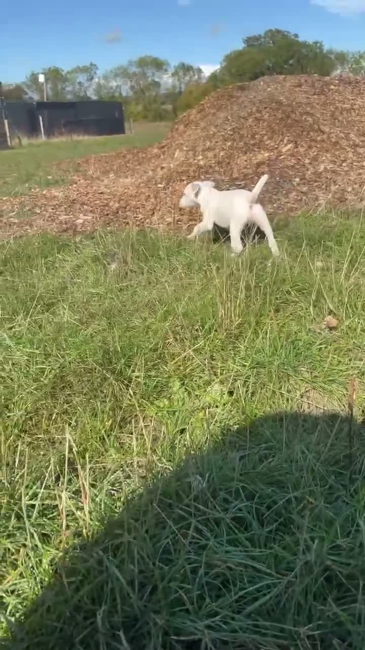 Jack Russell dogs for sale: Jack Russel Pups - Video 2