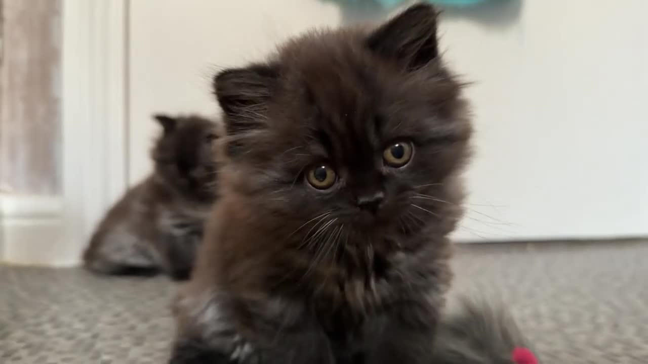 British Longhair cats for sale: Male British longhair kitten ,vaccinated,microchip - Video 2