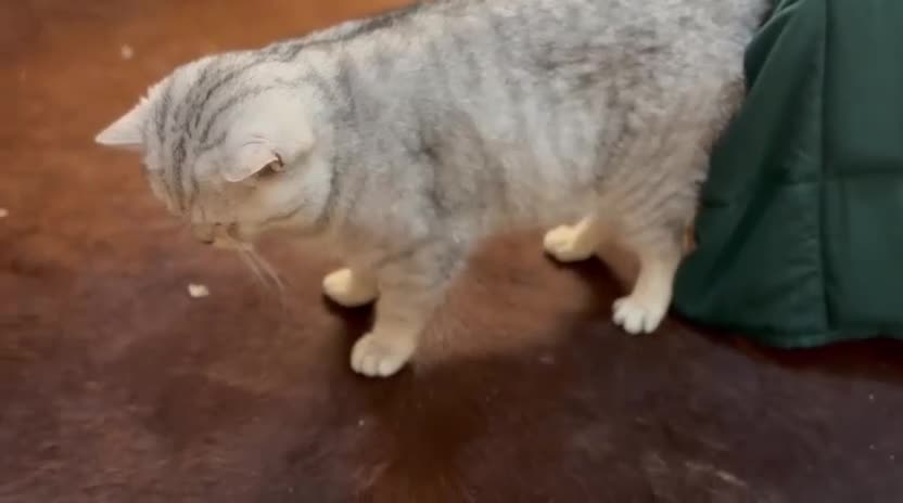 British Shorthair cats for stud: 🌟 British Shorthair Chinchilla GCCF DNA Tested - Video 1