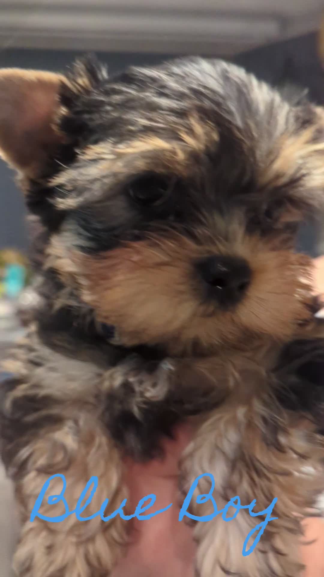 Yorkshire Terrier dogs for sale: 👉Yorkshire Terrier Pups–KC Lines, Health Checked - Video 2