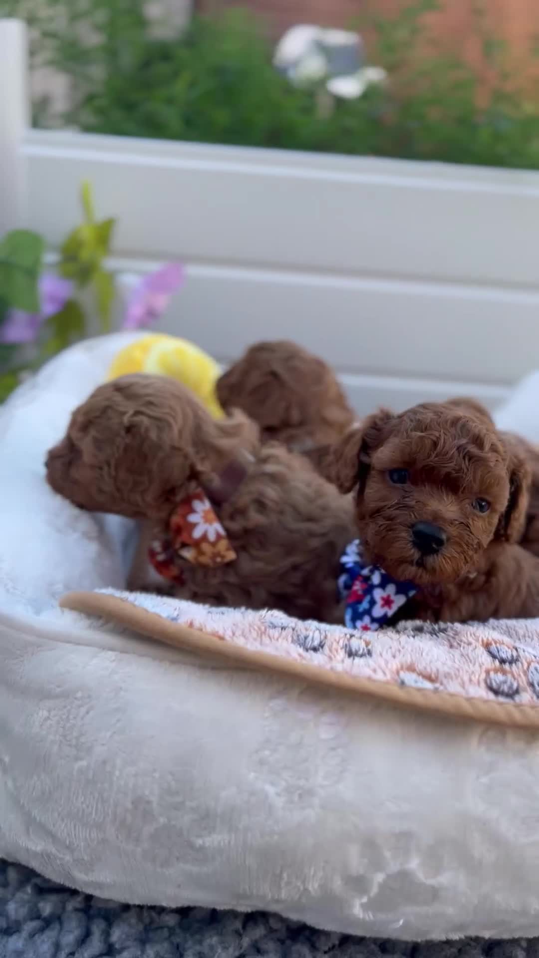 Toy Poodle dogs for sale: Adorable Toy Poodle Pups Looking for Forever Homes - Video 2