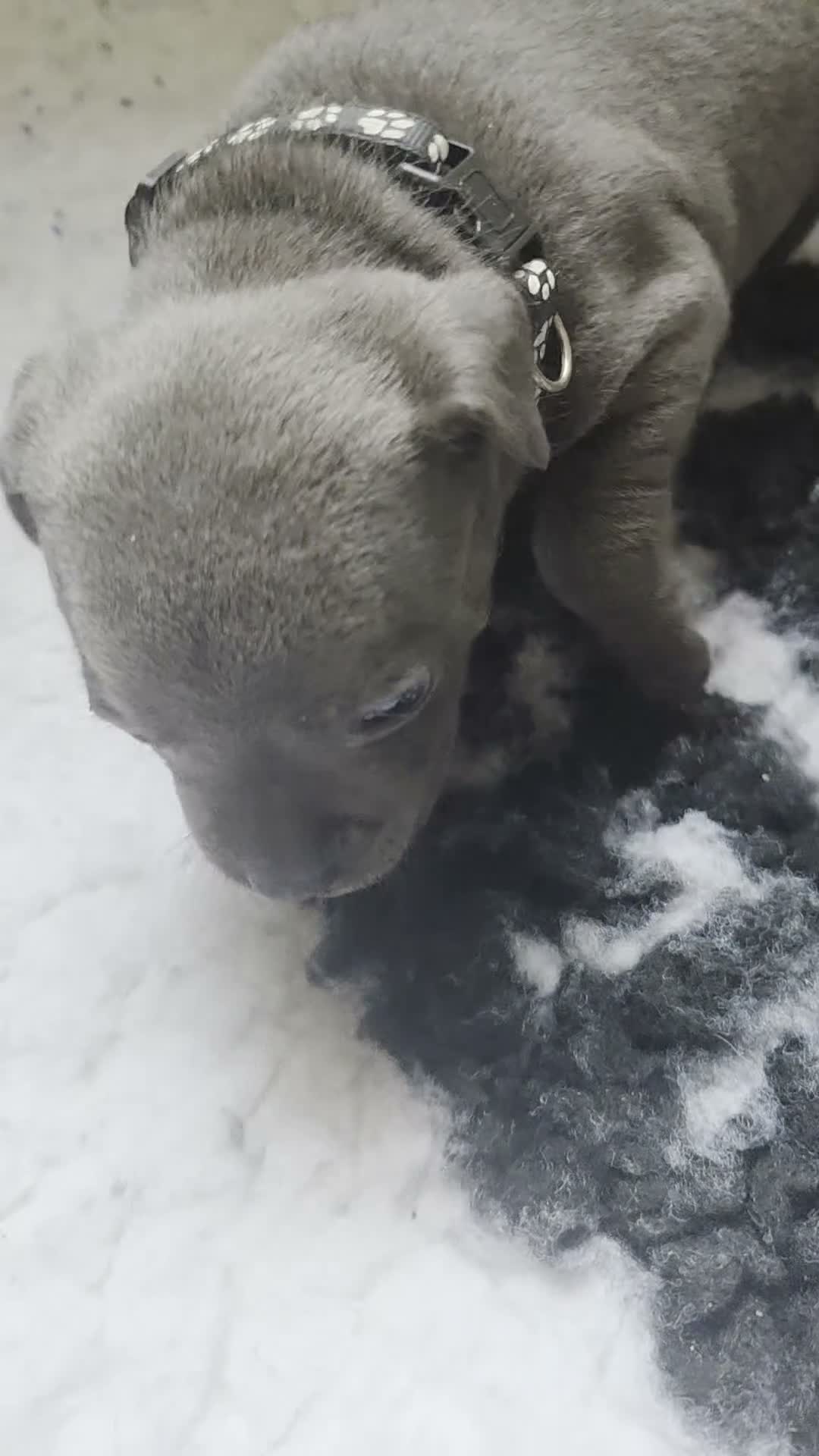 Staffordshire Bull Terrier dogs for sale: Staffordshire bull terrier {Blue} - Video 3