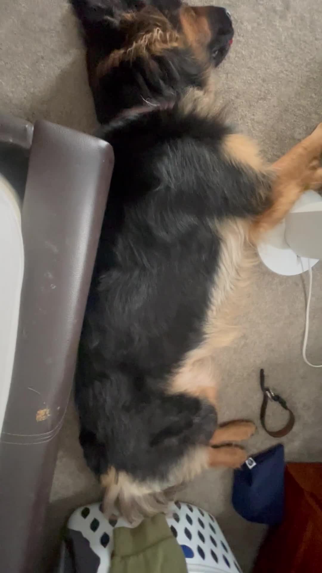 German Shepherd dogs for sale: Upcoming Litter of Pedigree German Shepherd Puppy - Video 3