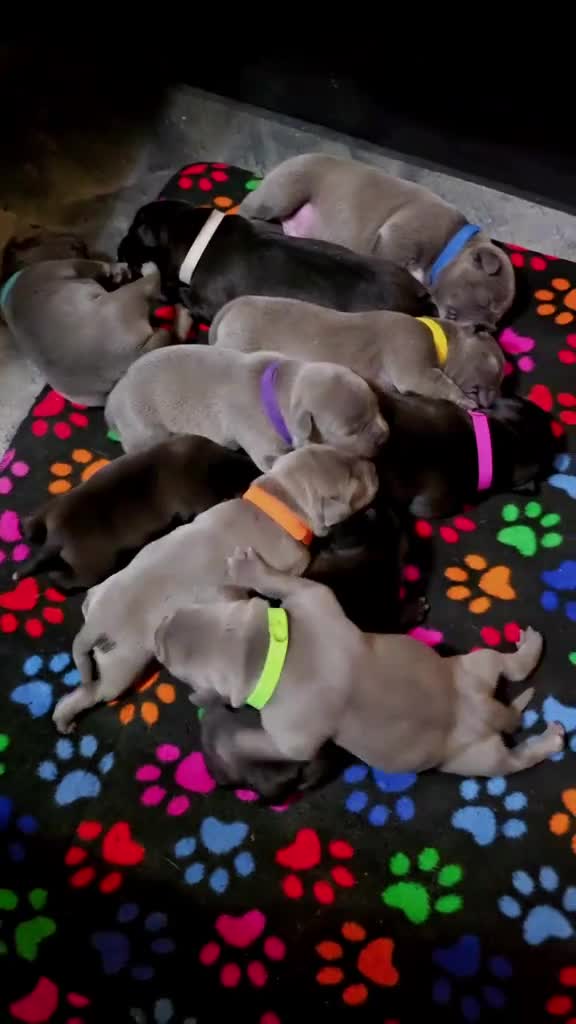 Staffordshire Bull Terrier dogs for sale: %Kc Blue&Black Staffordshire Bull Terrier Puppies in Leek - Video 1