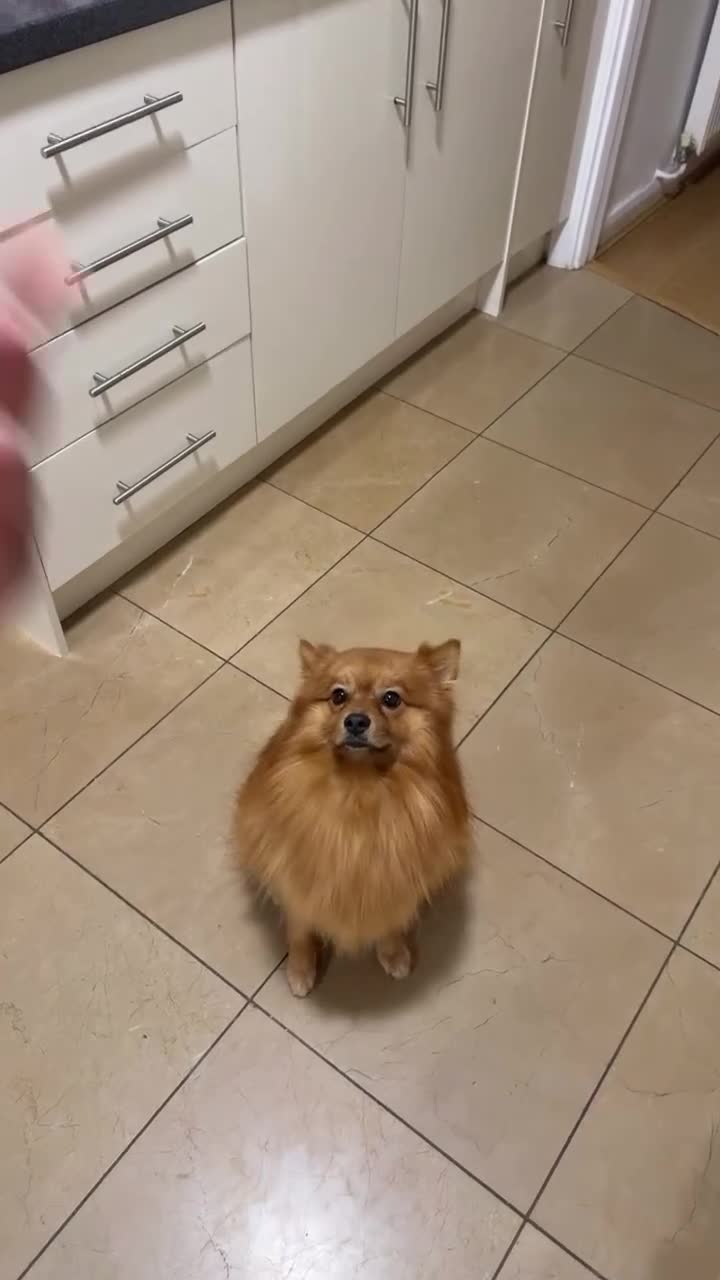 German Spitz dogs for sale: Spike in Waltham Cross - Video 1