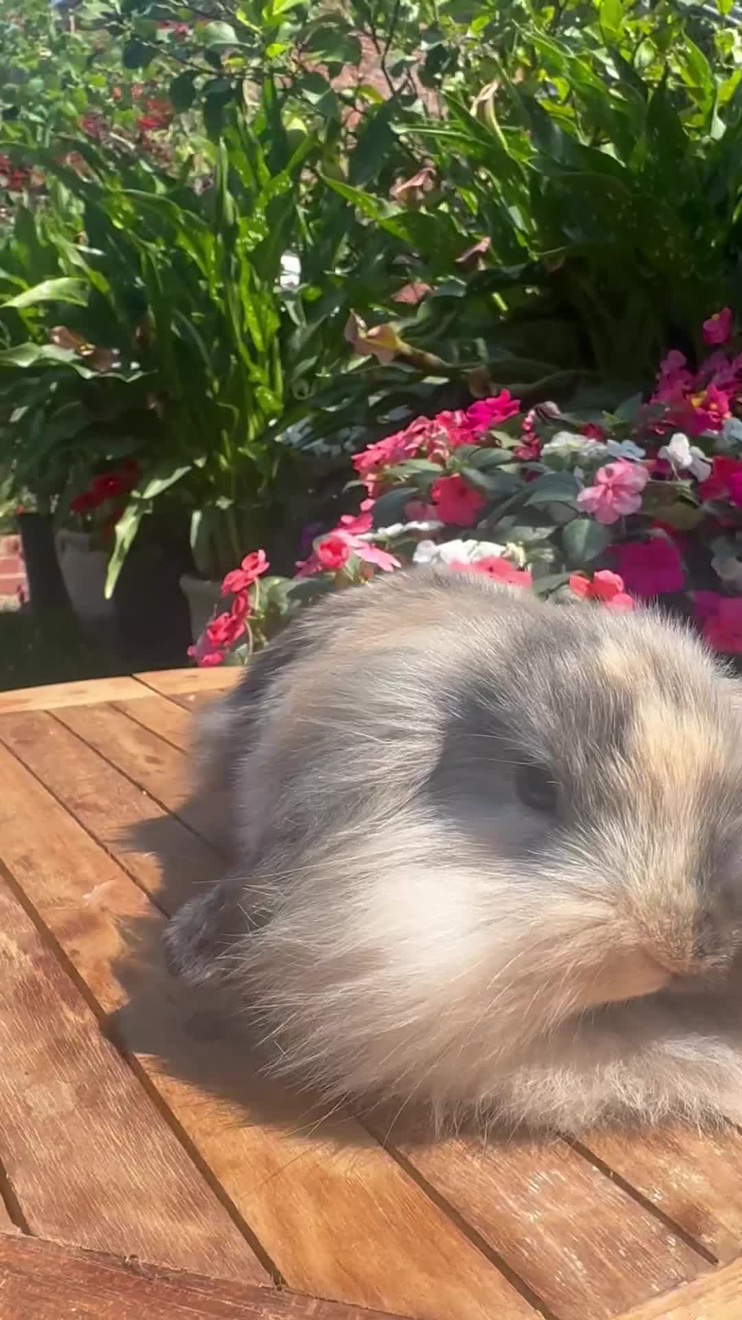 Mixed Breed rabbits for sale: Beautiful boys and girls looking for forever homes - Video 1