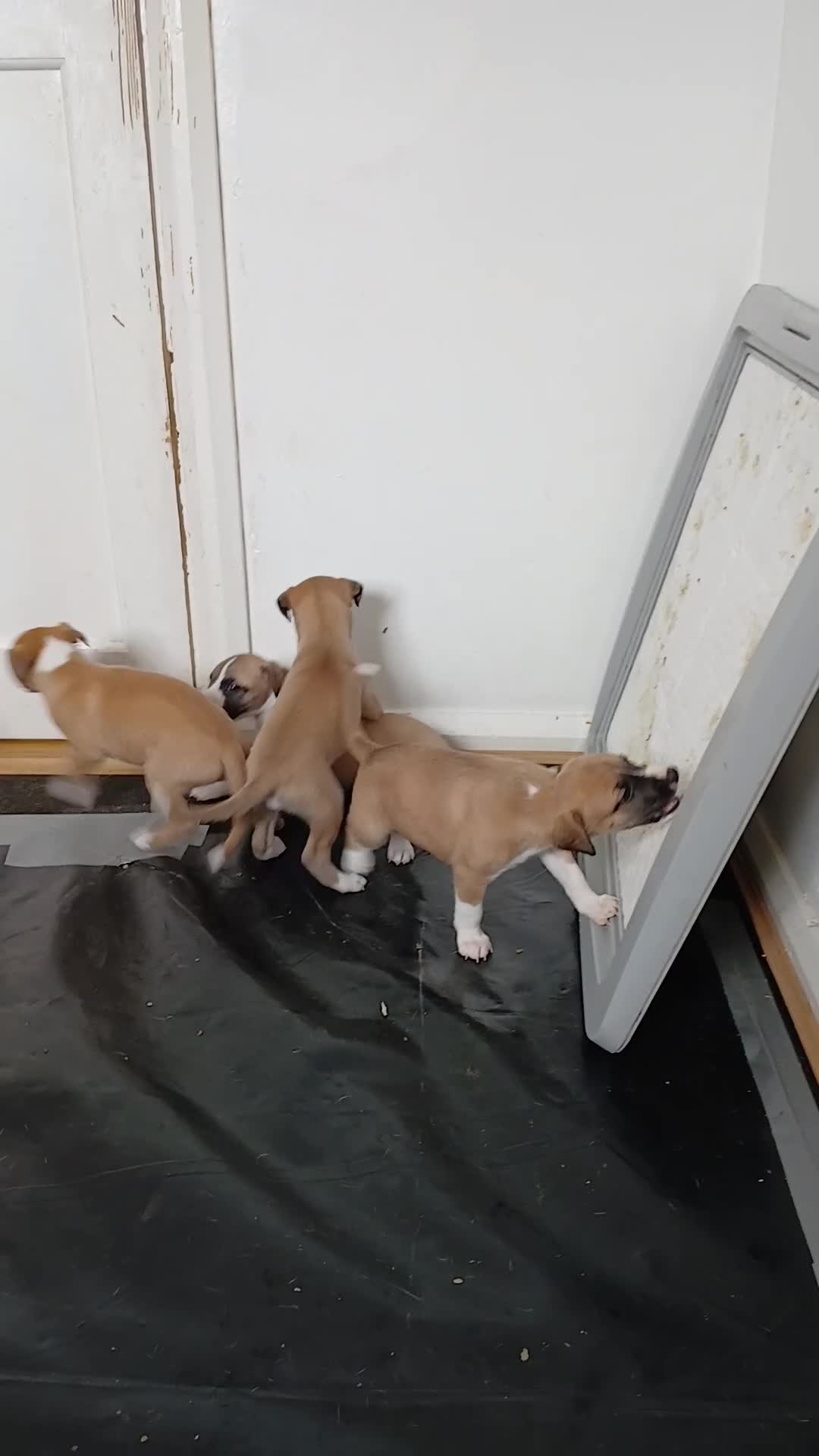 Whippet dogs for sale: Quality KC whippet pups from heart tested psrents in Stoke-on-Trent - Video 1