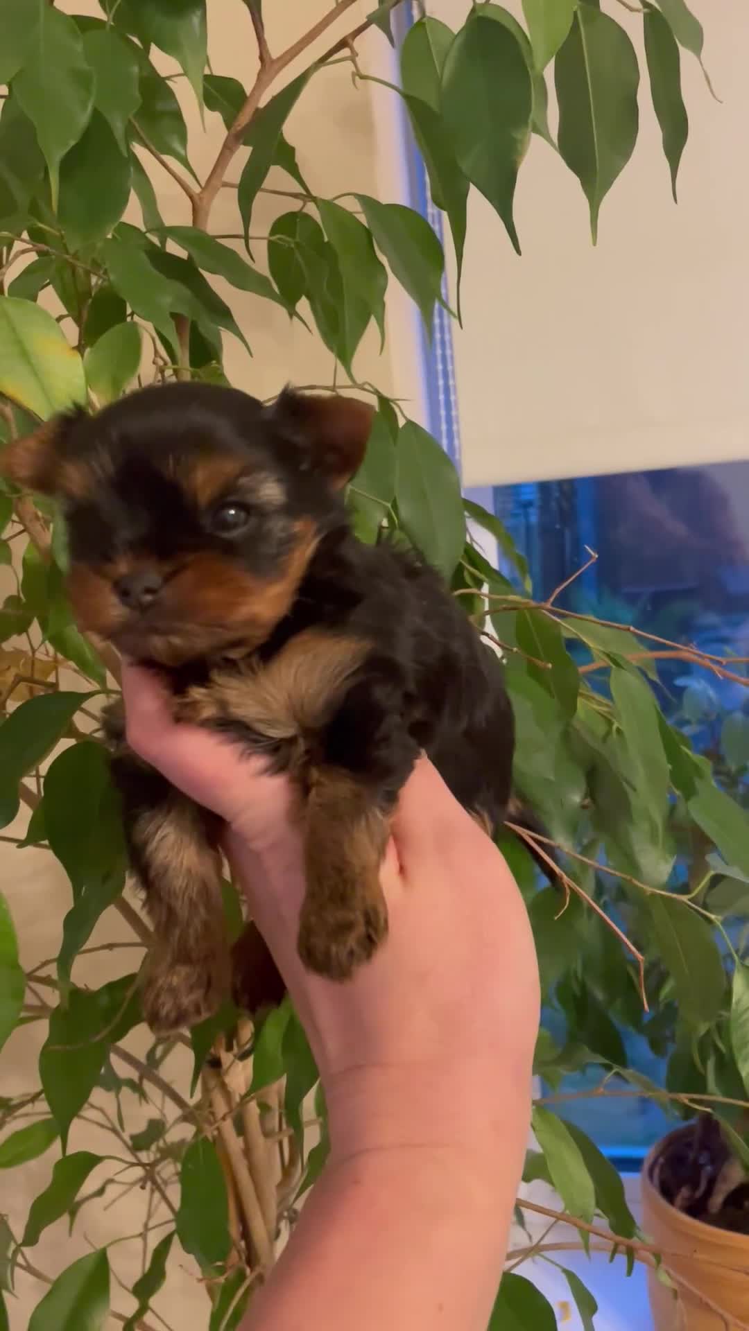 Yorkshire Terrier dogs for sale: (2 weeks ) Two girls 2500£ and one boy2300£ in Bromley - Video 1
