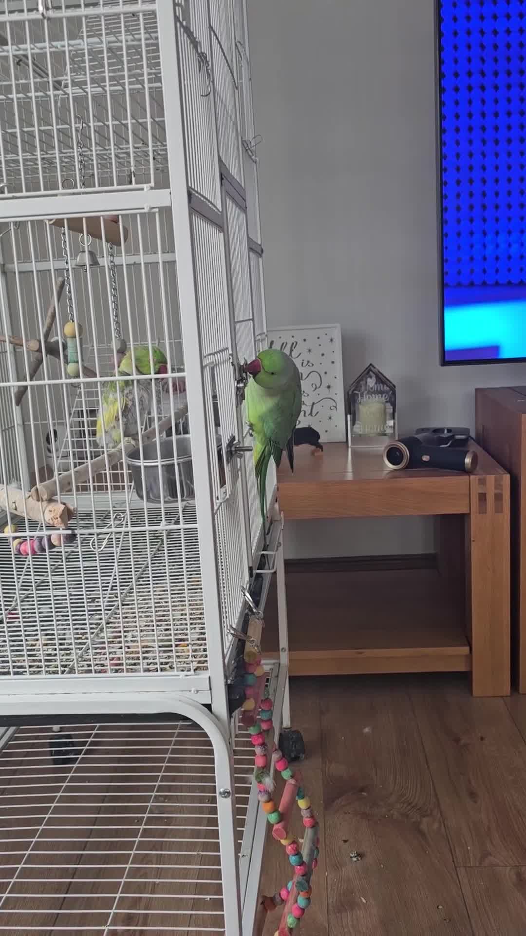 Parakeets birds for sale: Parakeets  - Video 1