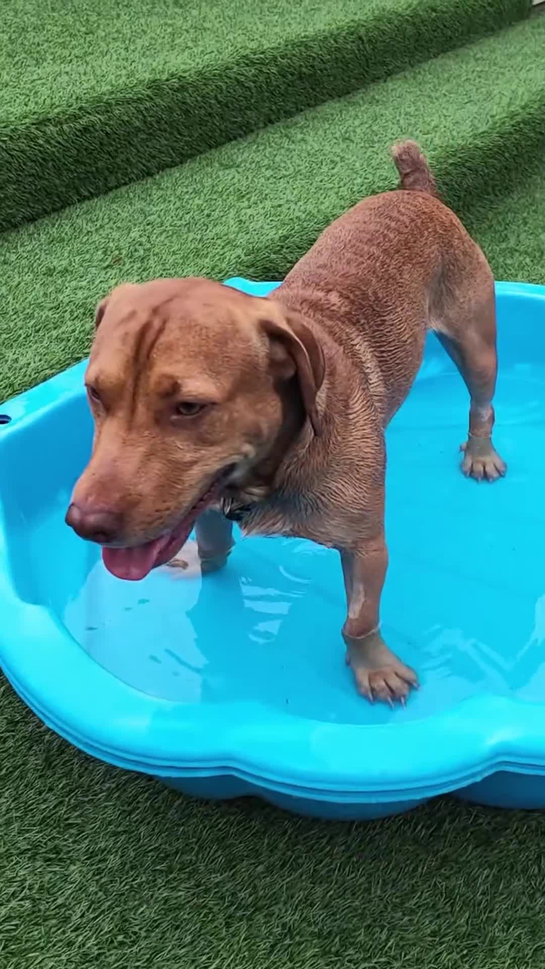 Mixed Breed dogs for adoption: Cute Oso - Video 1