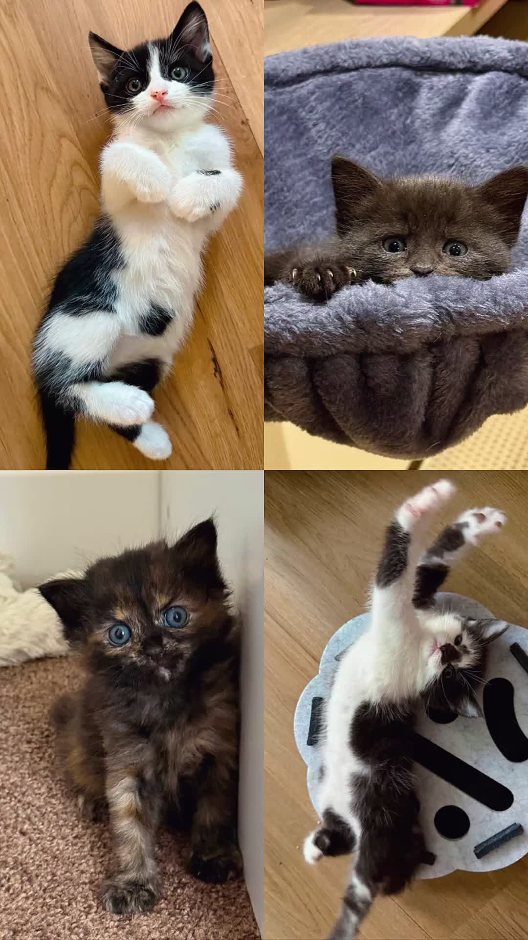 Mixed Breed cats for sale: 4 Kittens – Available 1st August | 3 Boys & 1 Girl in Melksham - Video 1