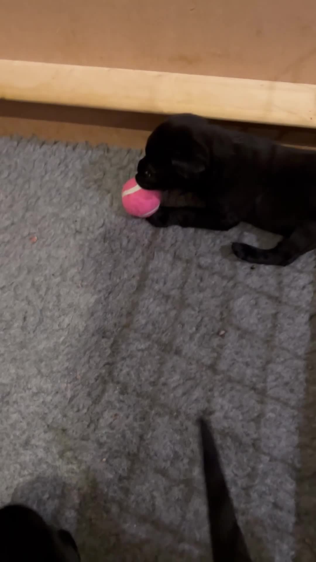 Labrador Retriever dogs for sale: Black Labrador Retriever Puppies Gundog pedigrees - Video 2