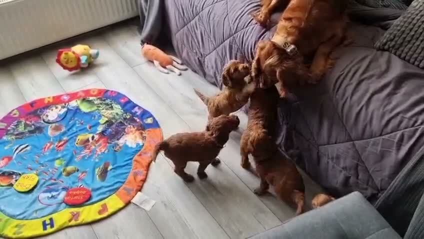 Cockapoo dogs for sale: F1 Cockapoo puppies fully DNA tested parents  - Video 2