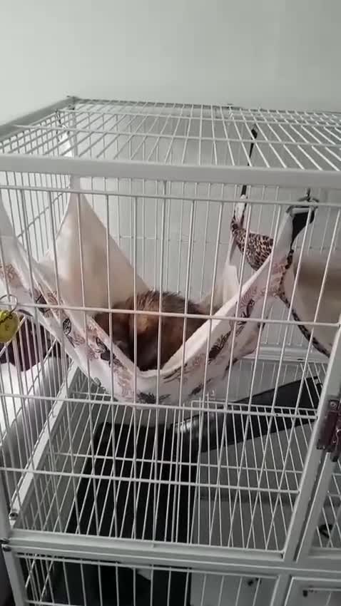 Ferret rodents for sale: 2 ferrets in Cramlington - Video 1