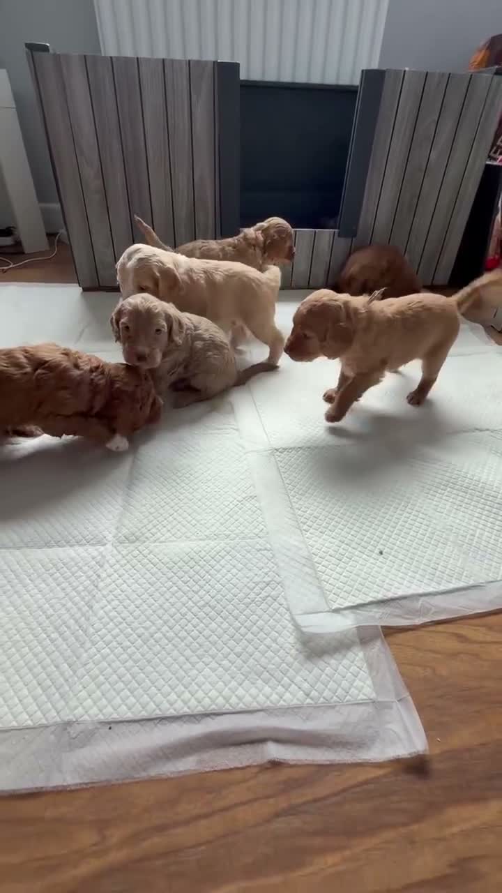 Cockapoo dogs for sale: Show quality litter of F2 cockerpoos 🌈 - Video 1
