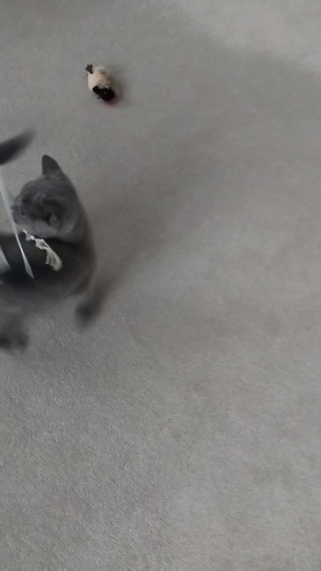 British Shorthair cats for sale: Female british shorthair kitten - Video 3