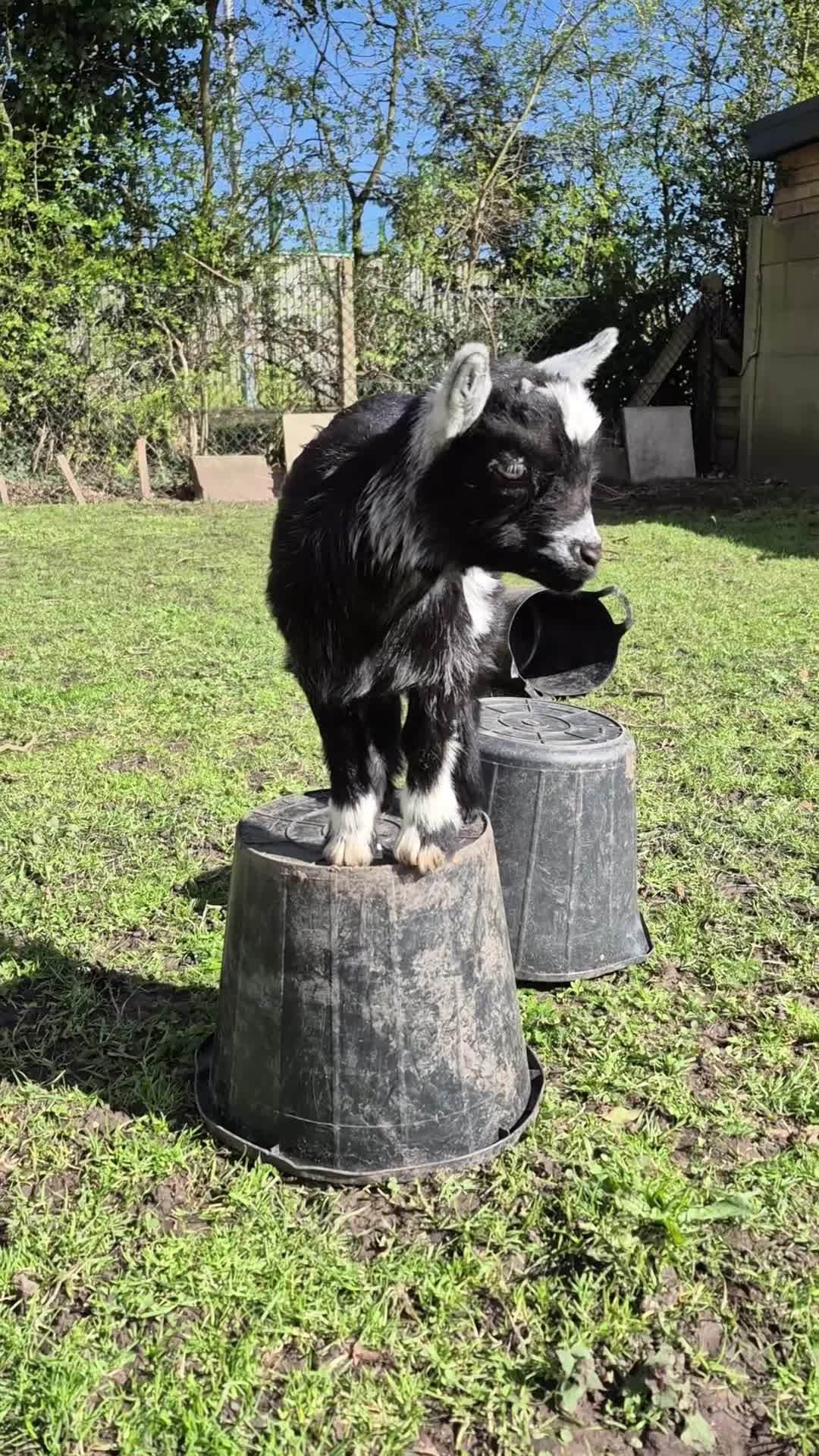 Goats livestock for sale: Beautiful pygmy goat twins, male and female in Nottingham - Video 1