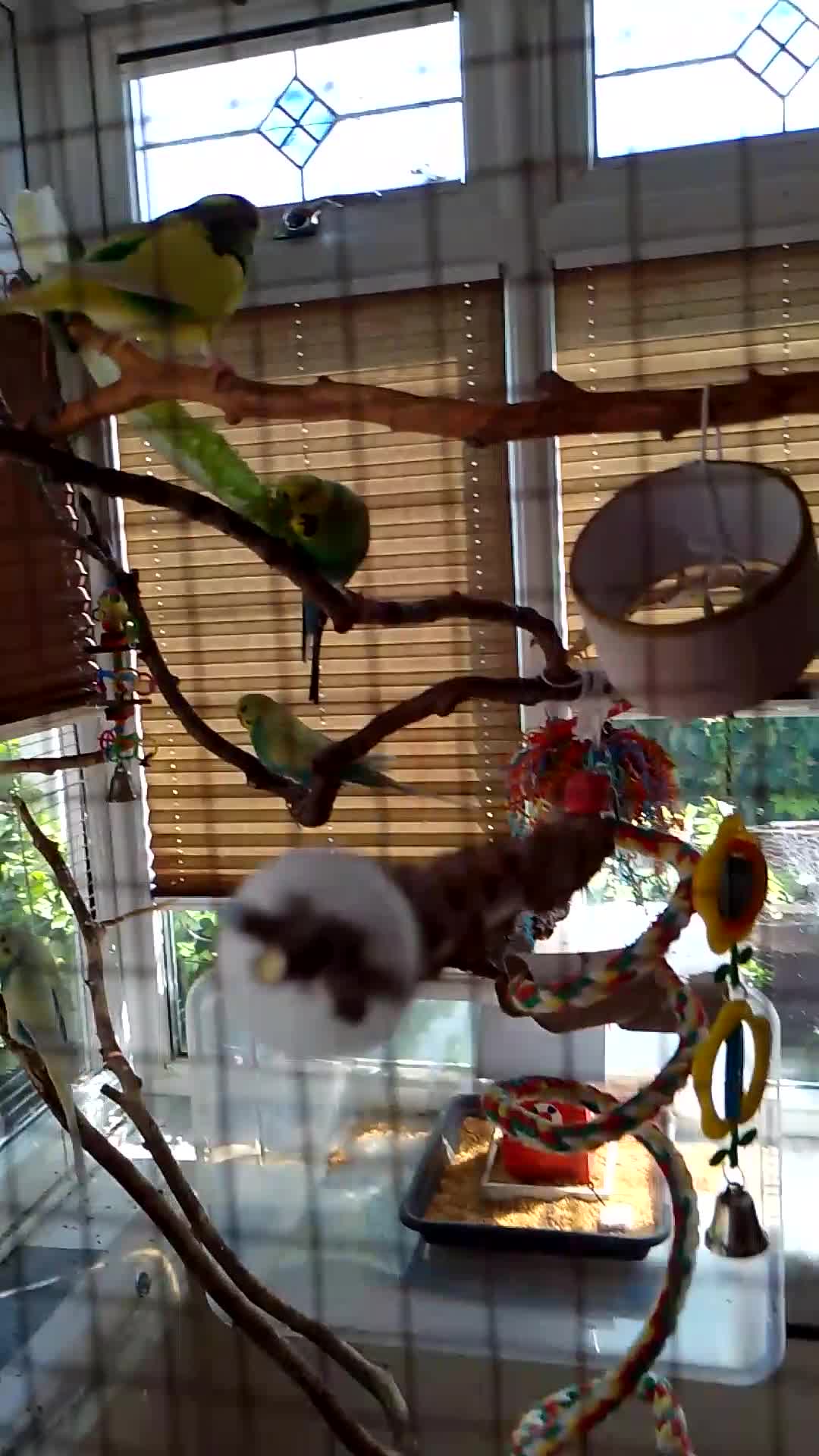 Budgerigars birds for sale: Bonded pair of budgies  - Video 1