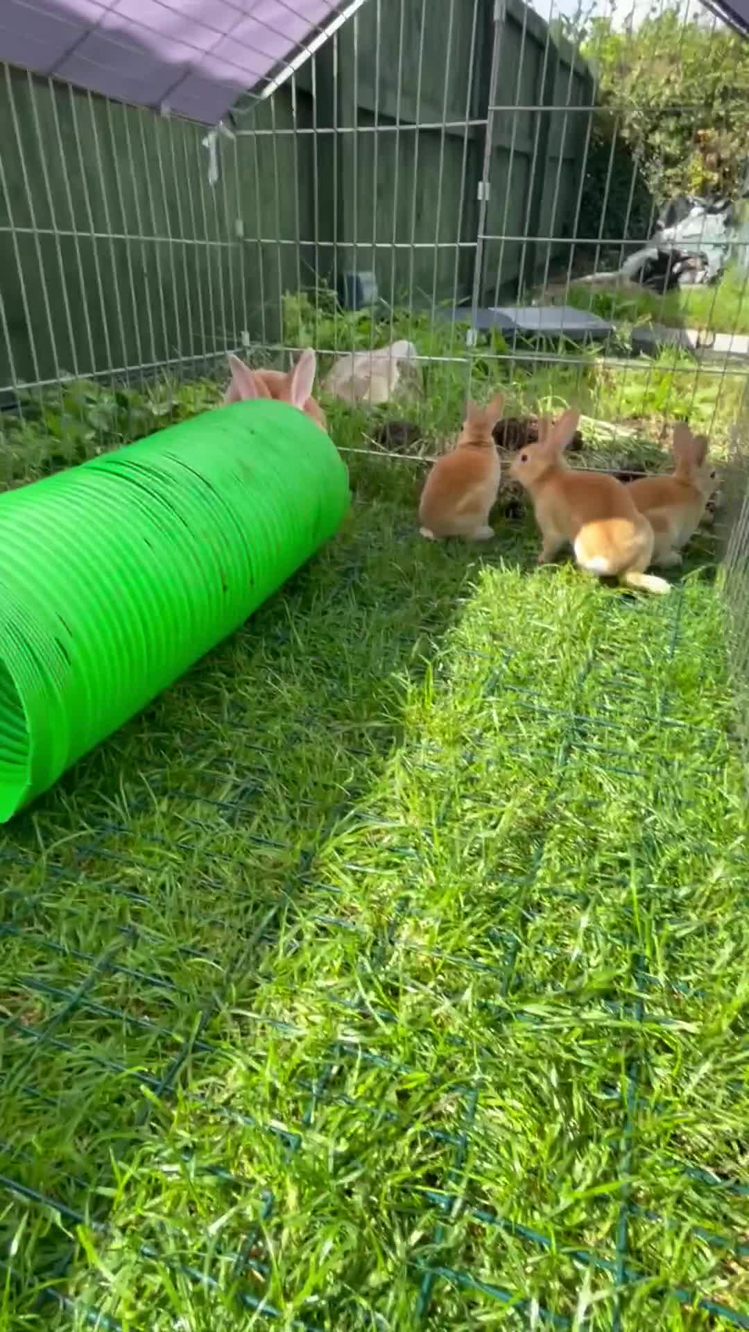 Rex rabbits for sale: Last male mini Rex left - Video 1