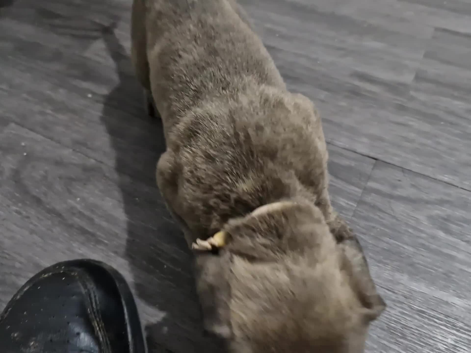 Cane Corso dogs for sale: 10 beautiful Cane Corso puppies - Video 3