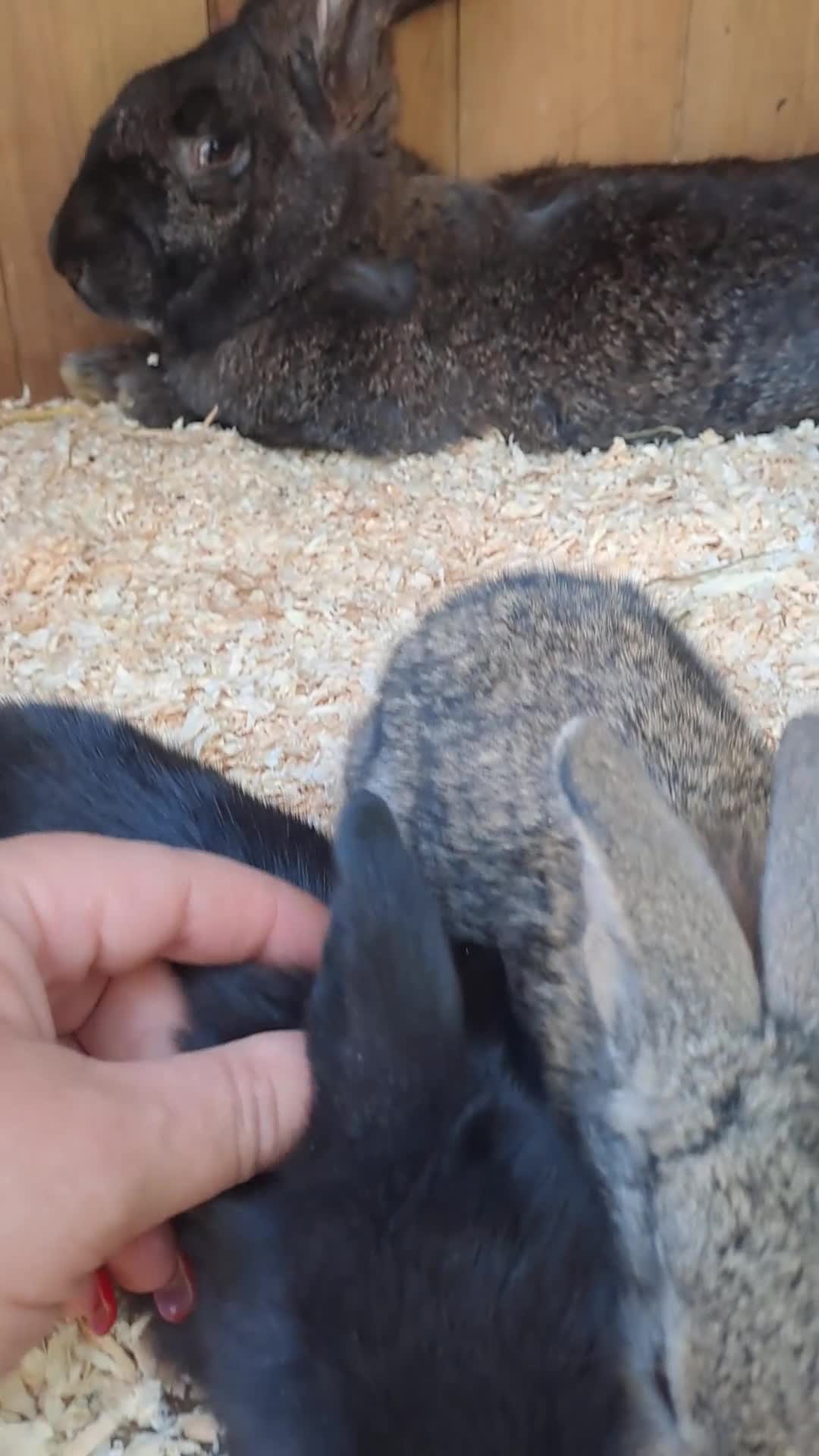 Continental Giant rabbits for sale: 10KG, Brc, show quality kits. MASSIVE  - Video 1