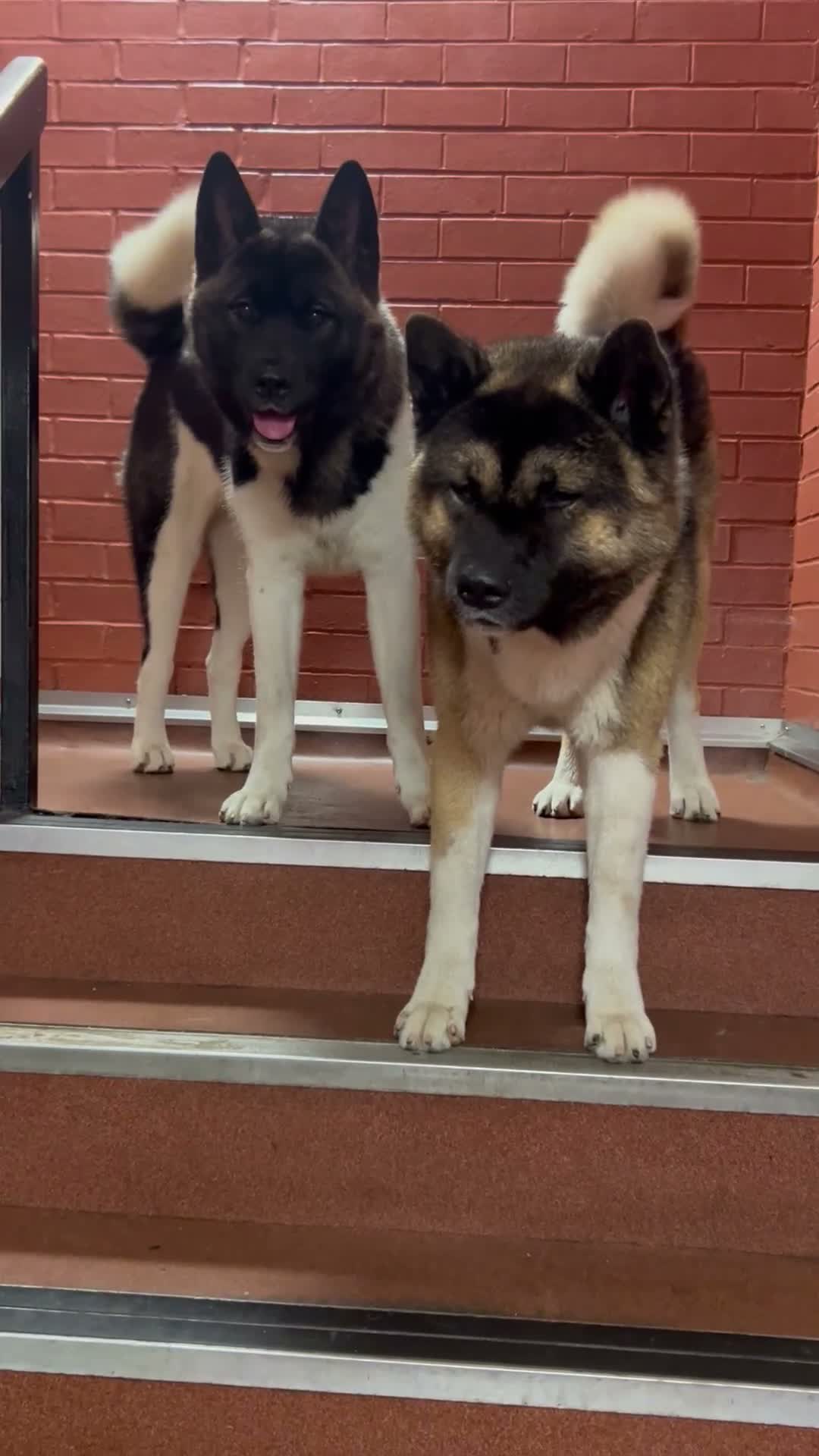 Akita dogs for stud: ***Chico’s finding LOVE… Proven Stud*** - Video 2