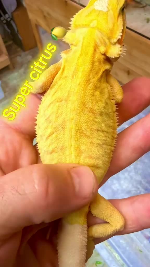Bearded Dragon reptiles for sale: Super Citrus YELLOW US Bloodline  - Video 1