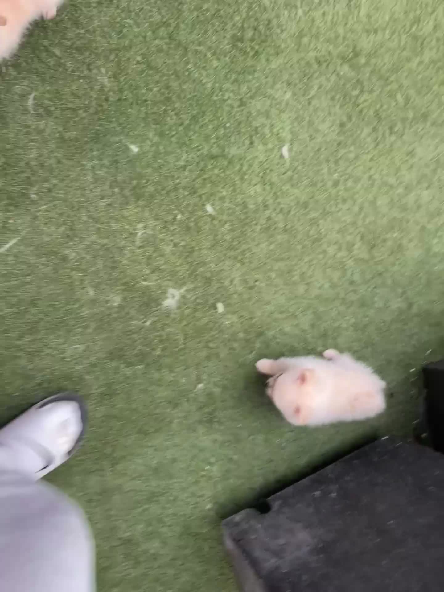 Pomchi dogs for sale: 3 pomchi - Video 2