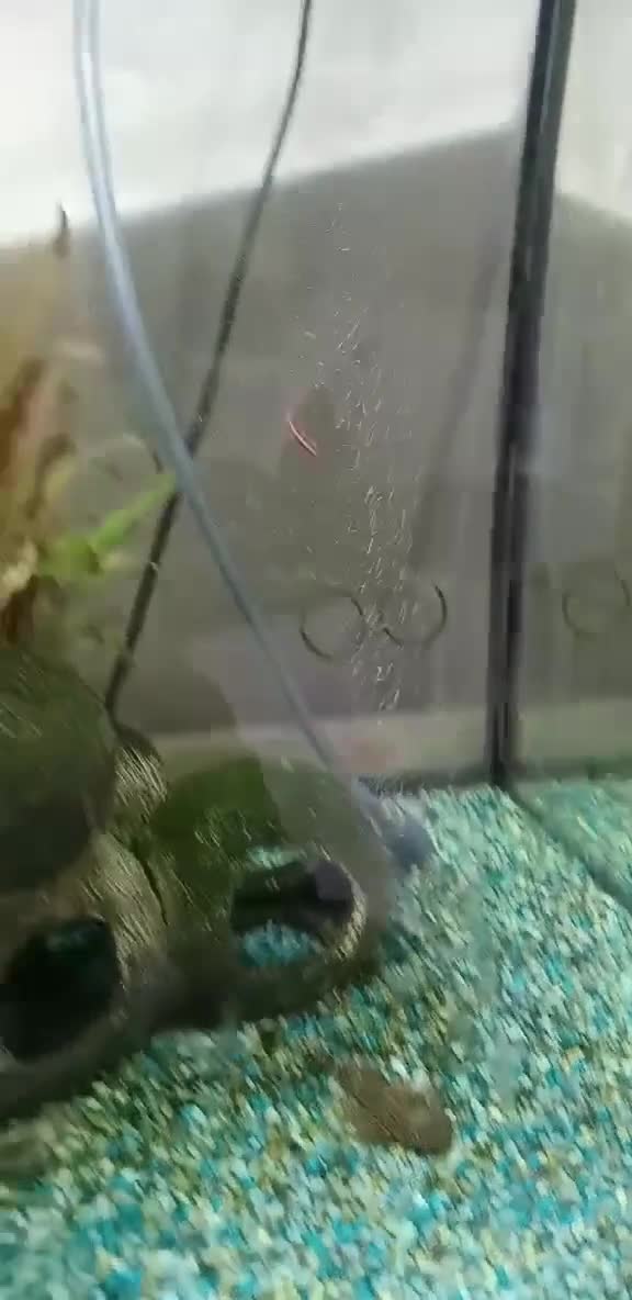 Other/Mixed Breed fish for sale: Fish tank and fish full set up need gone £40 - Video 1