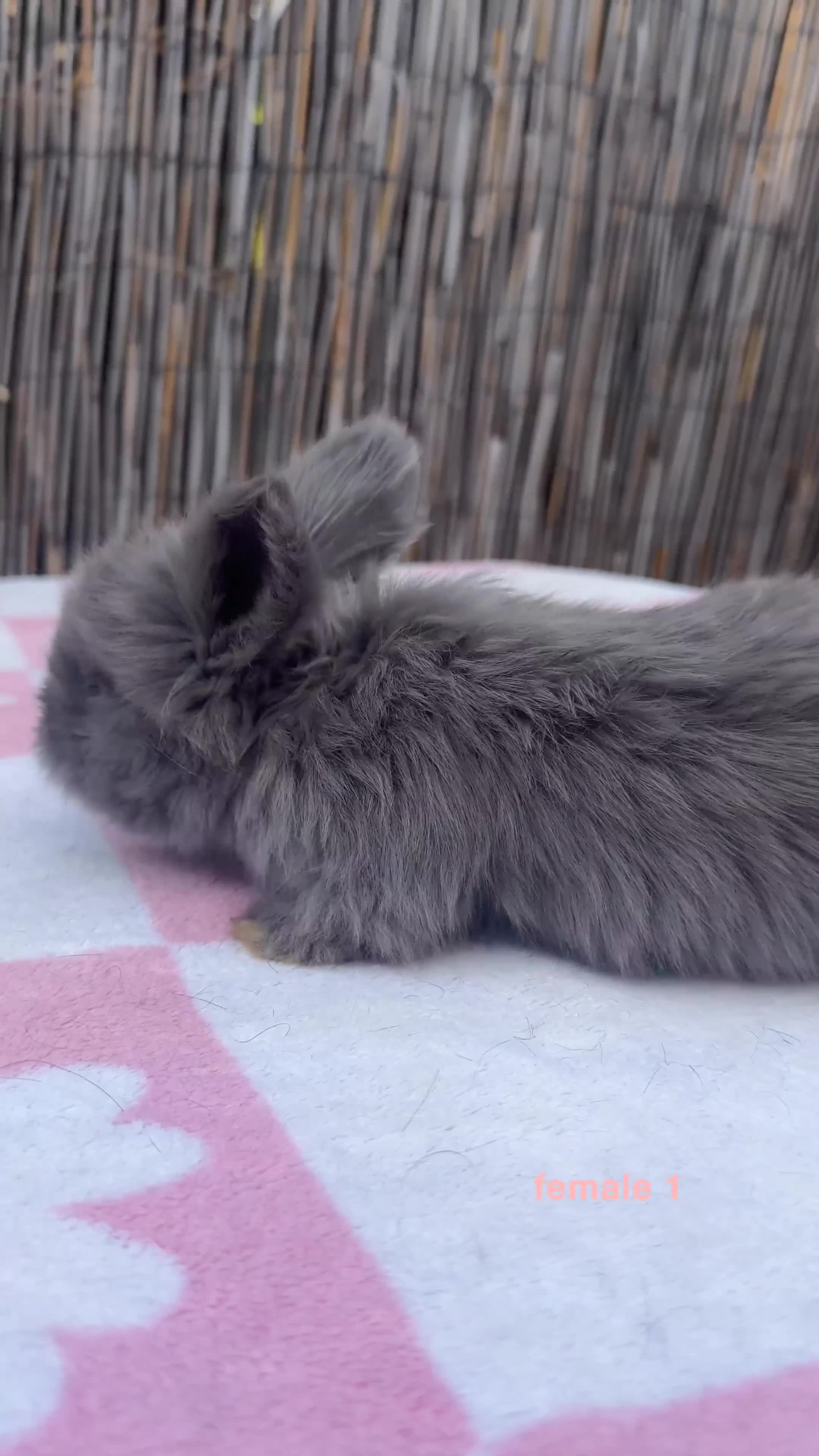 Angora rabbits for sale: pedigree english angoras  - Video 2