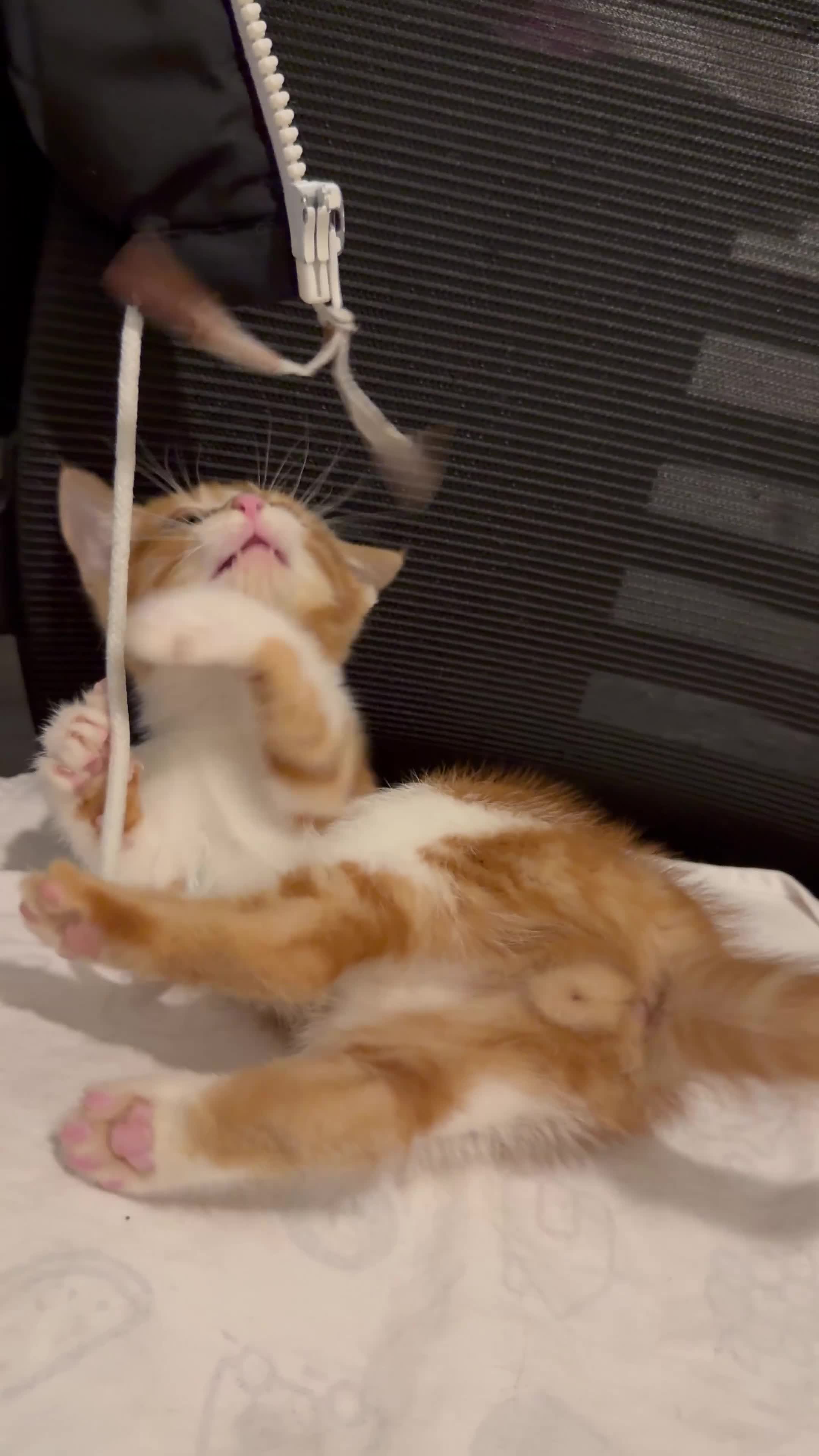 Mixed Breed cats for sale: Ginger & White Kitten Playful, Affectionate 🐾 - Video 1