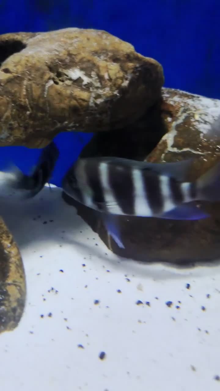 Other/Mixed Breed fish for sale: Full Aquatic Stocklist Manchester Pet's & Aquatics - Video 2