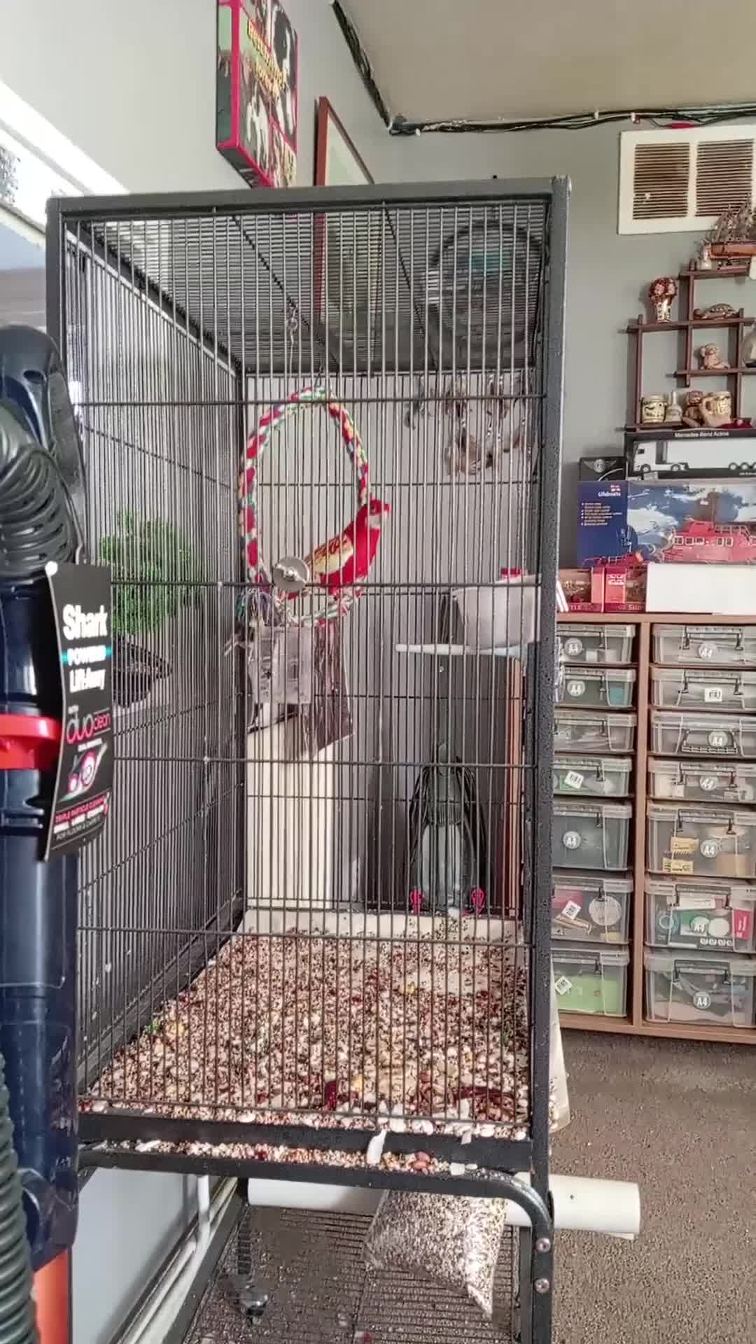 Parakeets birds for sale: Rubino rossella  - Video 1
