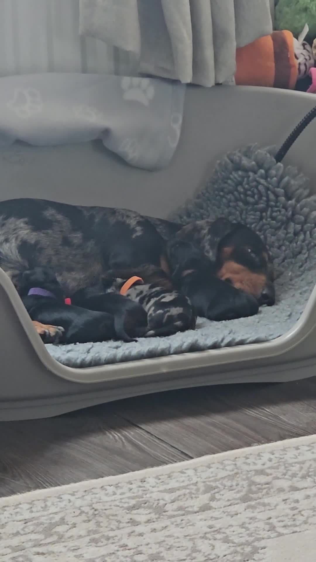 Dachshund dogs for sale: Beautiful Dachshund Puppies - Video 1